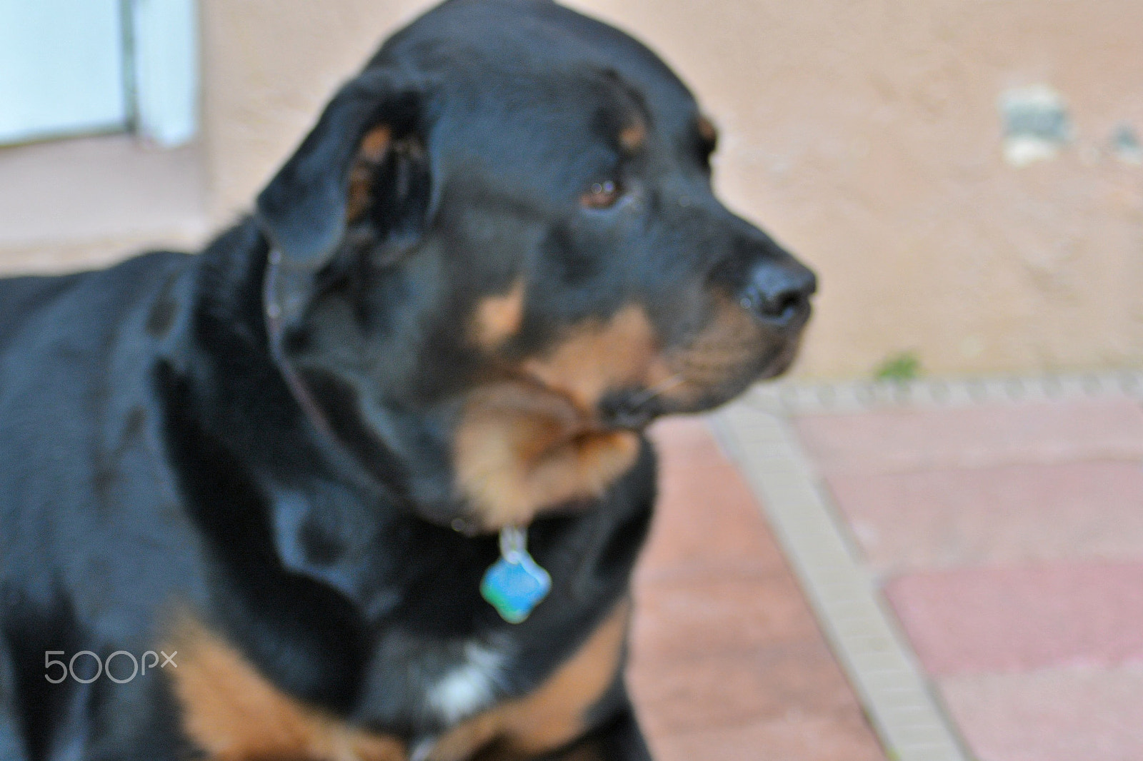 AF Zoom-Nikkor 70-300mm f/4-5.6D ED sample photo. My 3 yr  old rotty photography