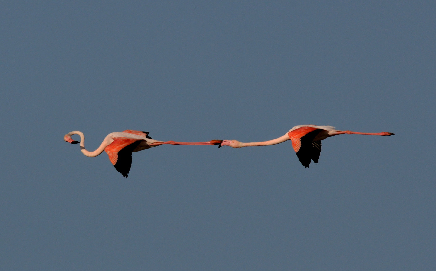 Sigma 150-600mm F5-6.3 DG OS HSM | S sample photo. Phoenicopterus roseus photography