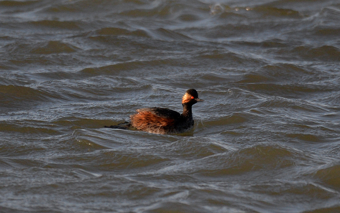 Sigma 150-600mm F5-6.3 DG OS HSM | S sample photo. Podiceps nigricollis photography