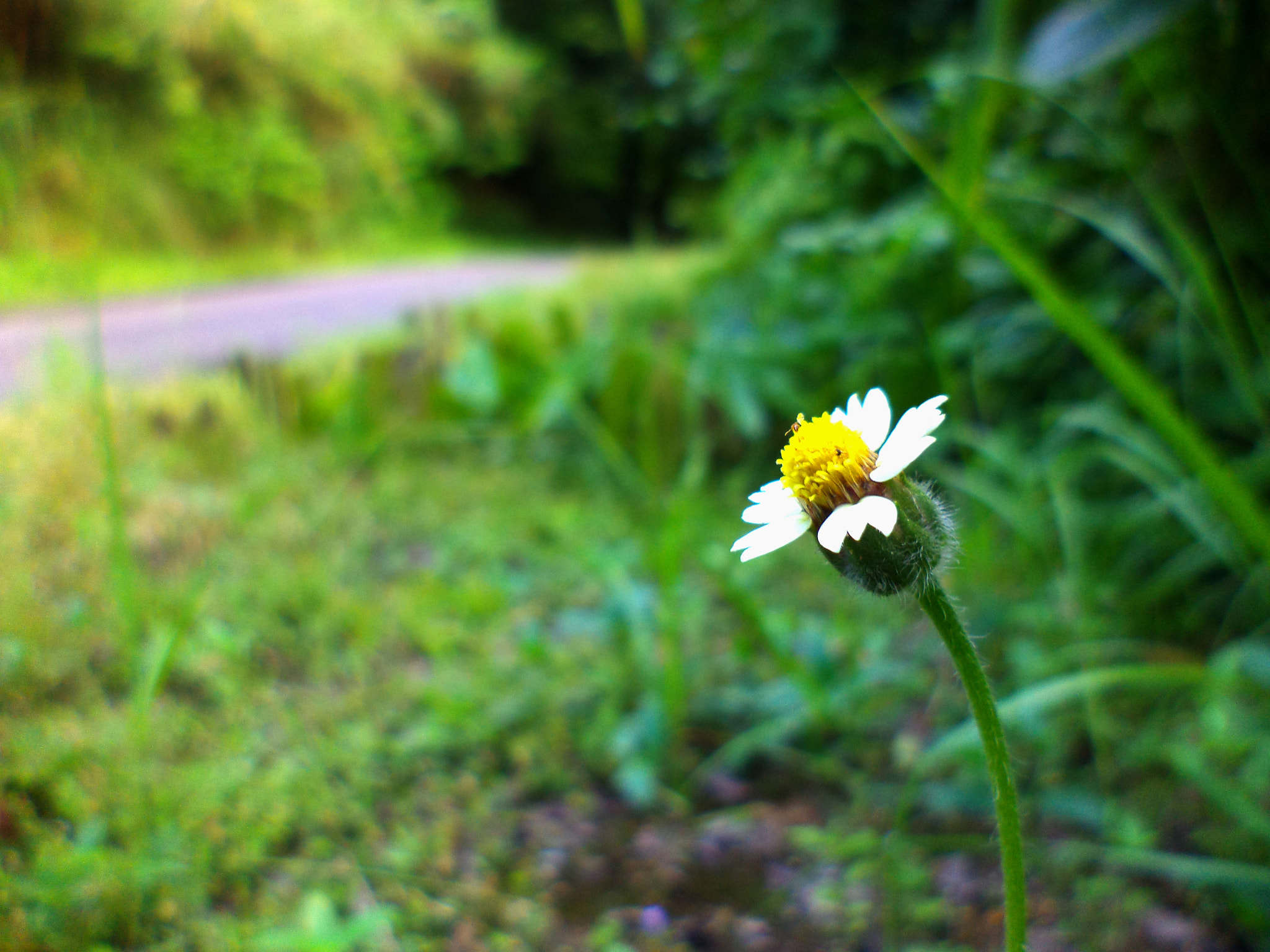 Sony DSC-S5000 sample photo. Flower photography