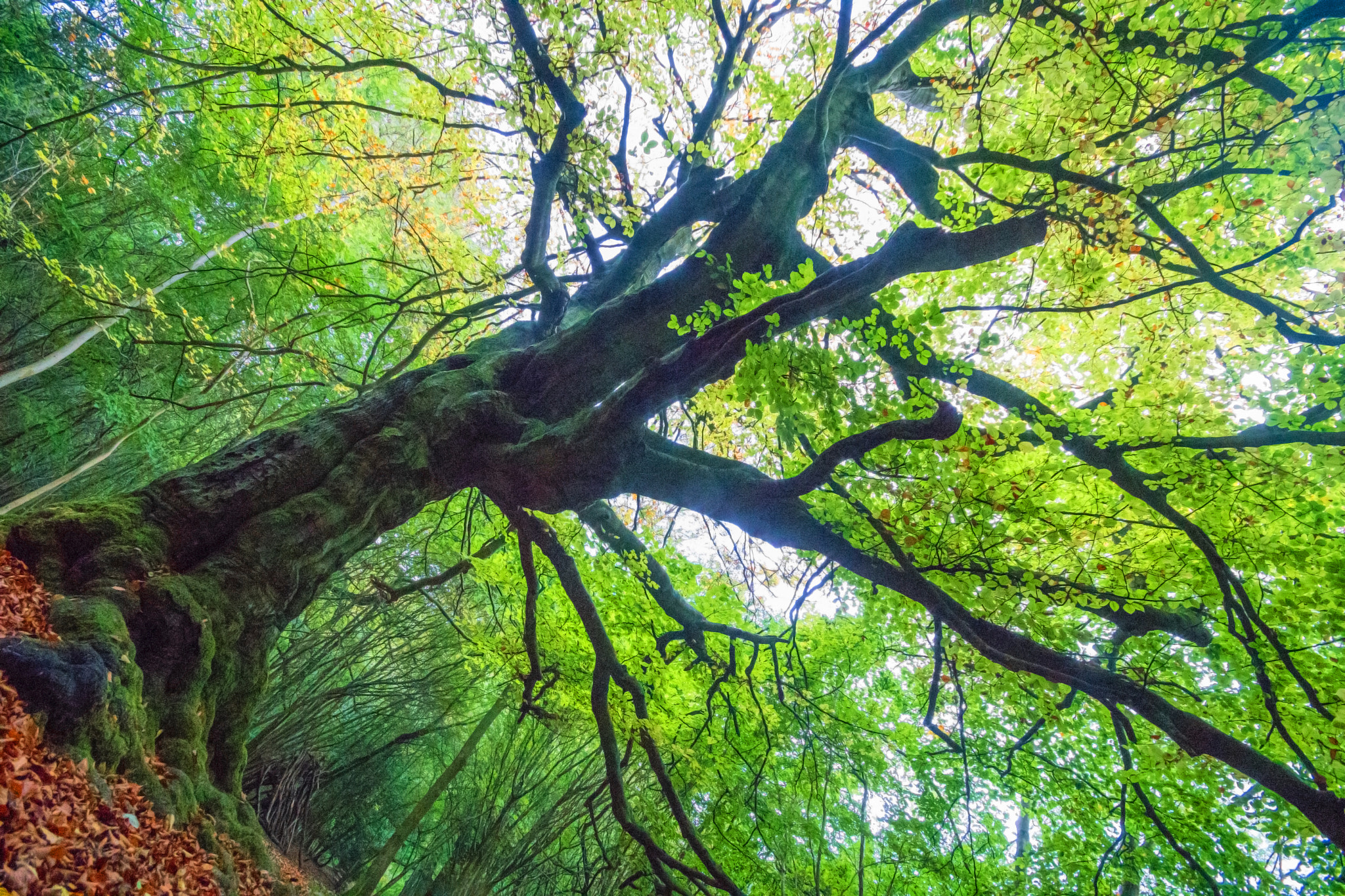 Sigma AF 10-20mm F4-5.6 EX DC sample photo. Canopy, cotswolds, gloucestershire photography