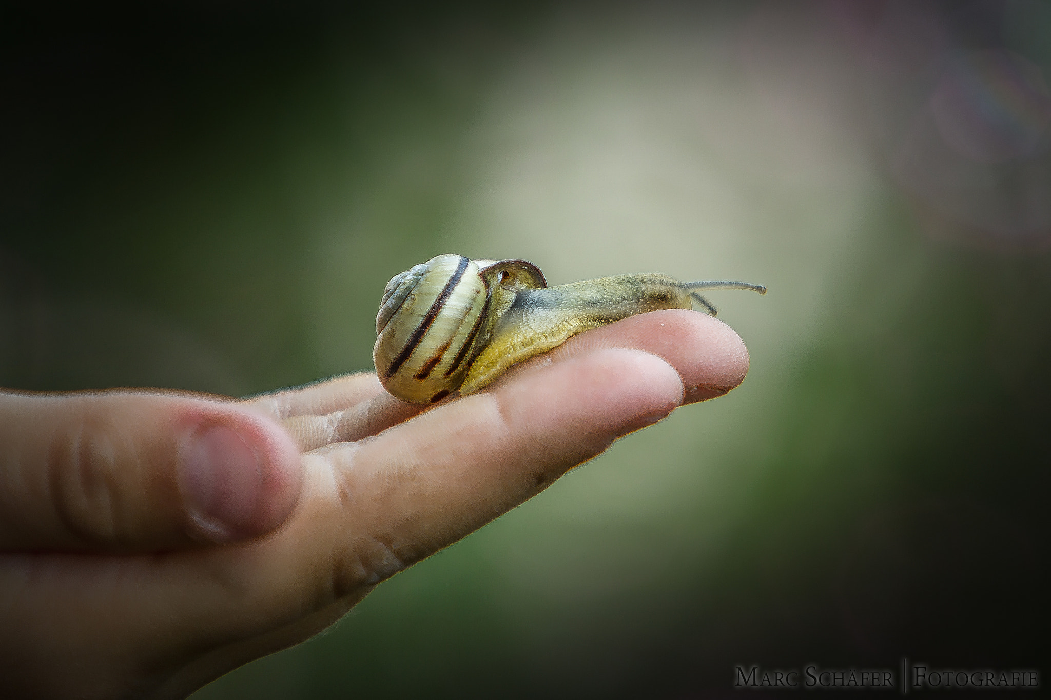 Canon EF 70-200mm F2.8L IS USM sample photo. Snail... photography