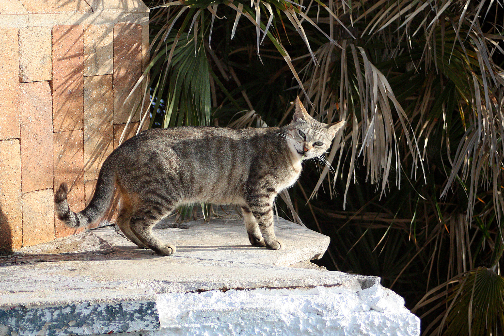 Canon EF 28-80mm f/3.5-5.6 USM IV sample photo. Cat photography