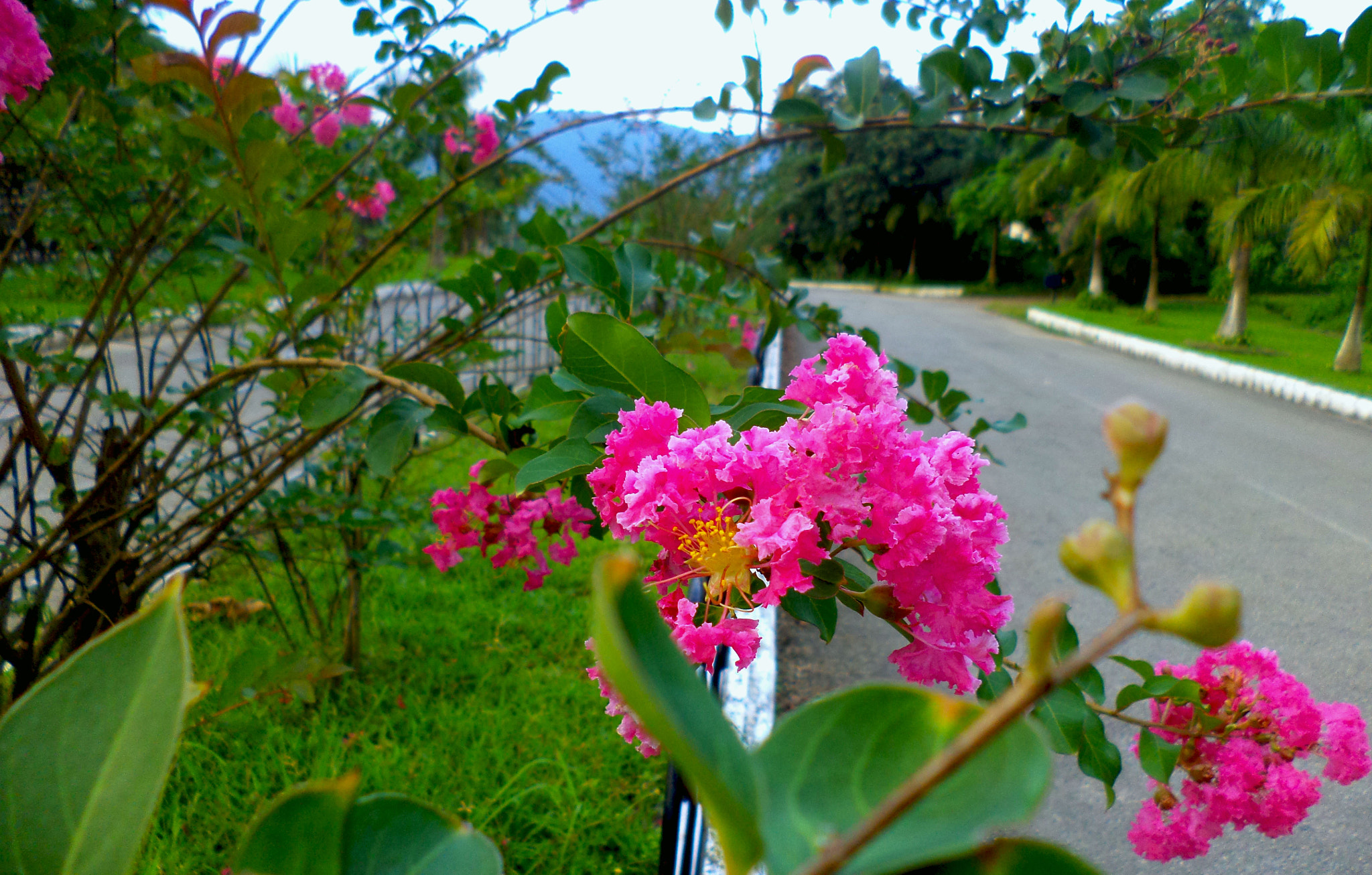 Sony DSC-S5000 sample photo. Road photography