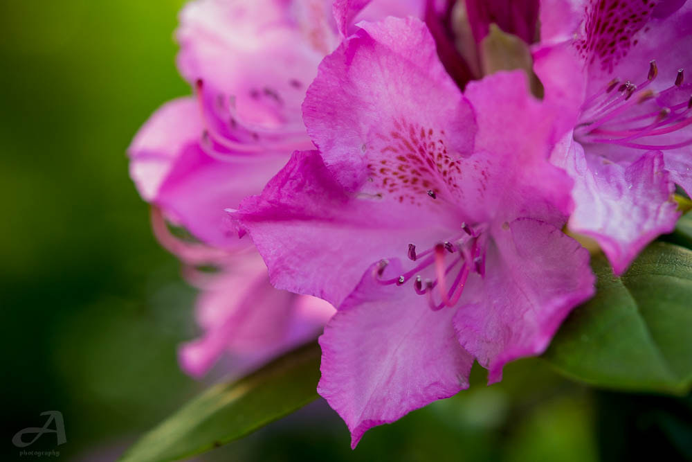 Nikon AF-S Micro-Nikkor 60mm F2.8G ED sample photo. Wonder. photography