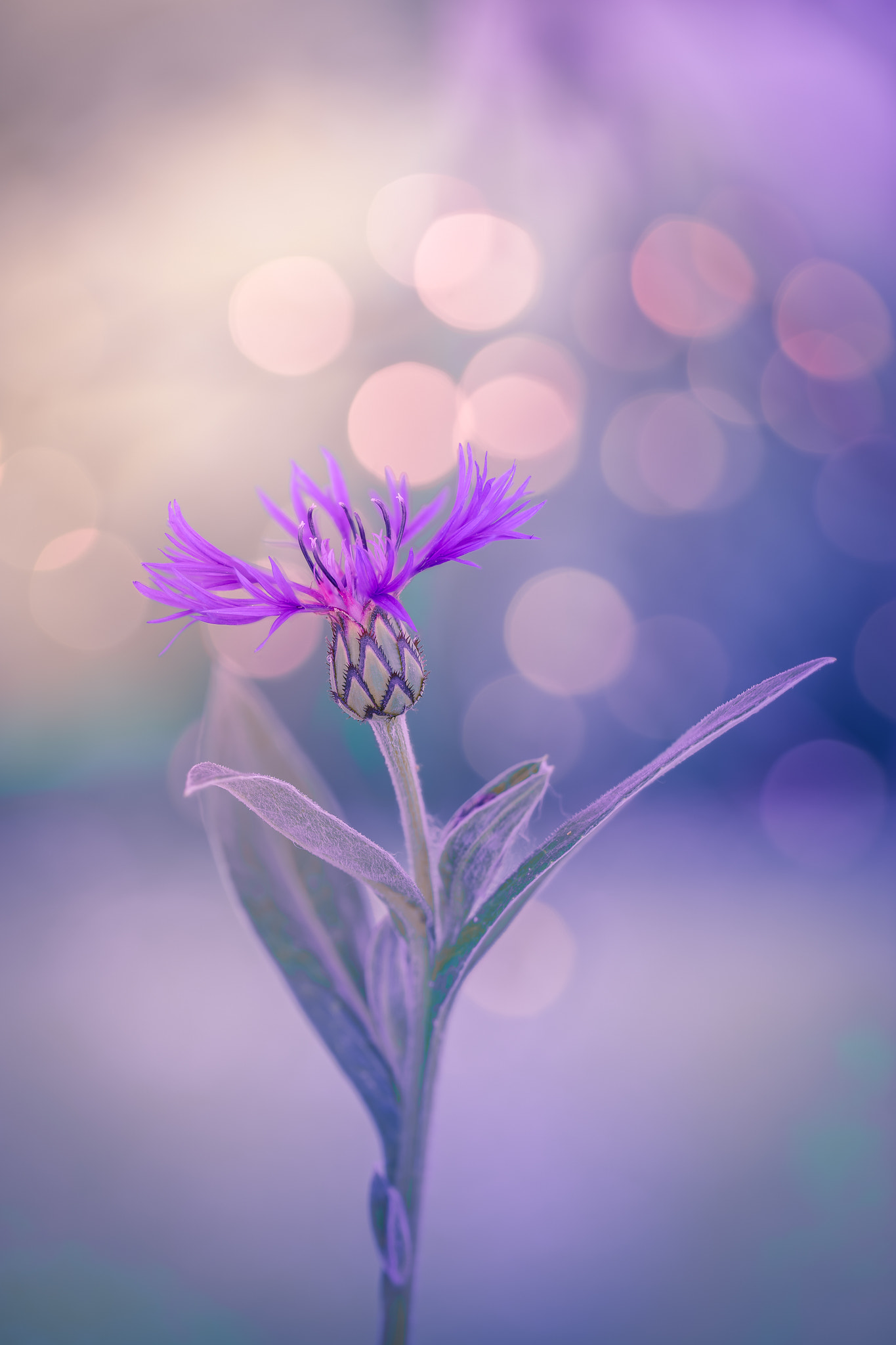 100mm F2.8 G SSM OSS sample photo. Dancing centaurea photography