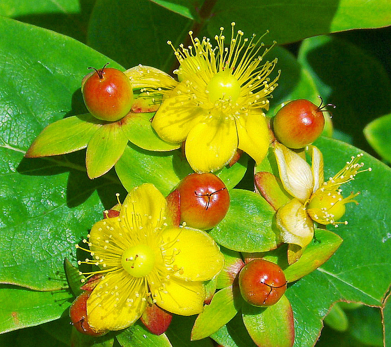 HP PHOTOSMART R927  (V01.00) sample photo. Hypericum photography