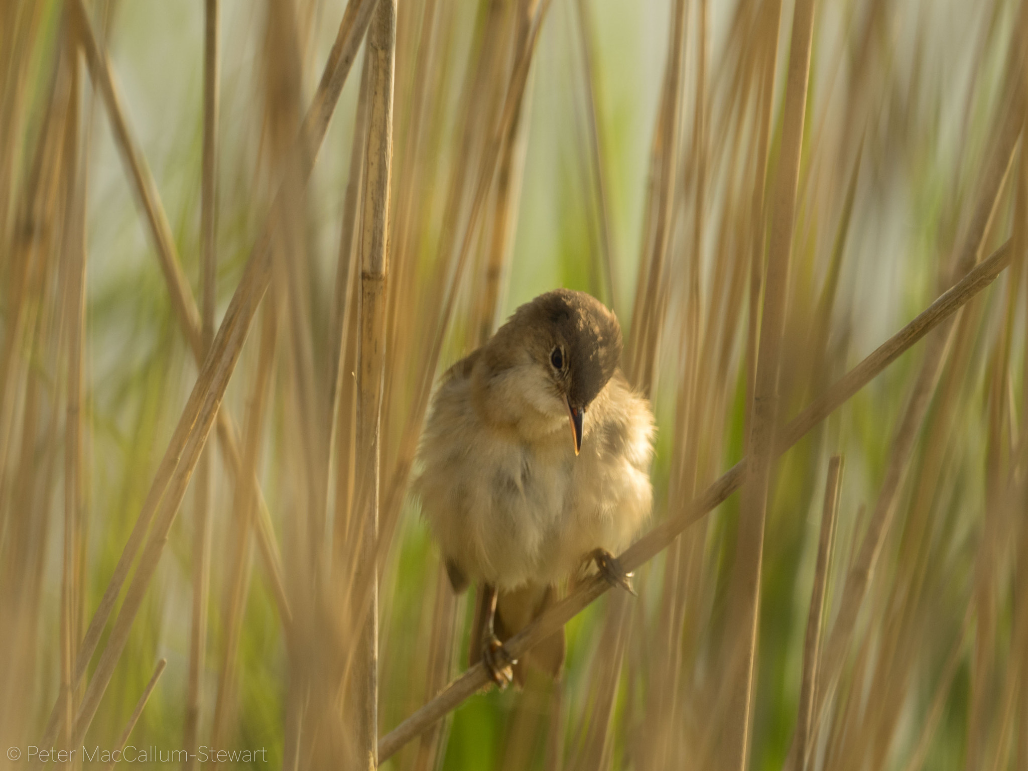 Olympus OM-D E-M1 + M.300mm F4.0 + MC-14 sample photo. Reed warbler photography