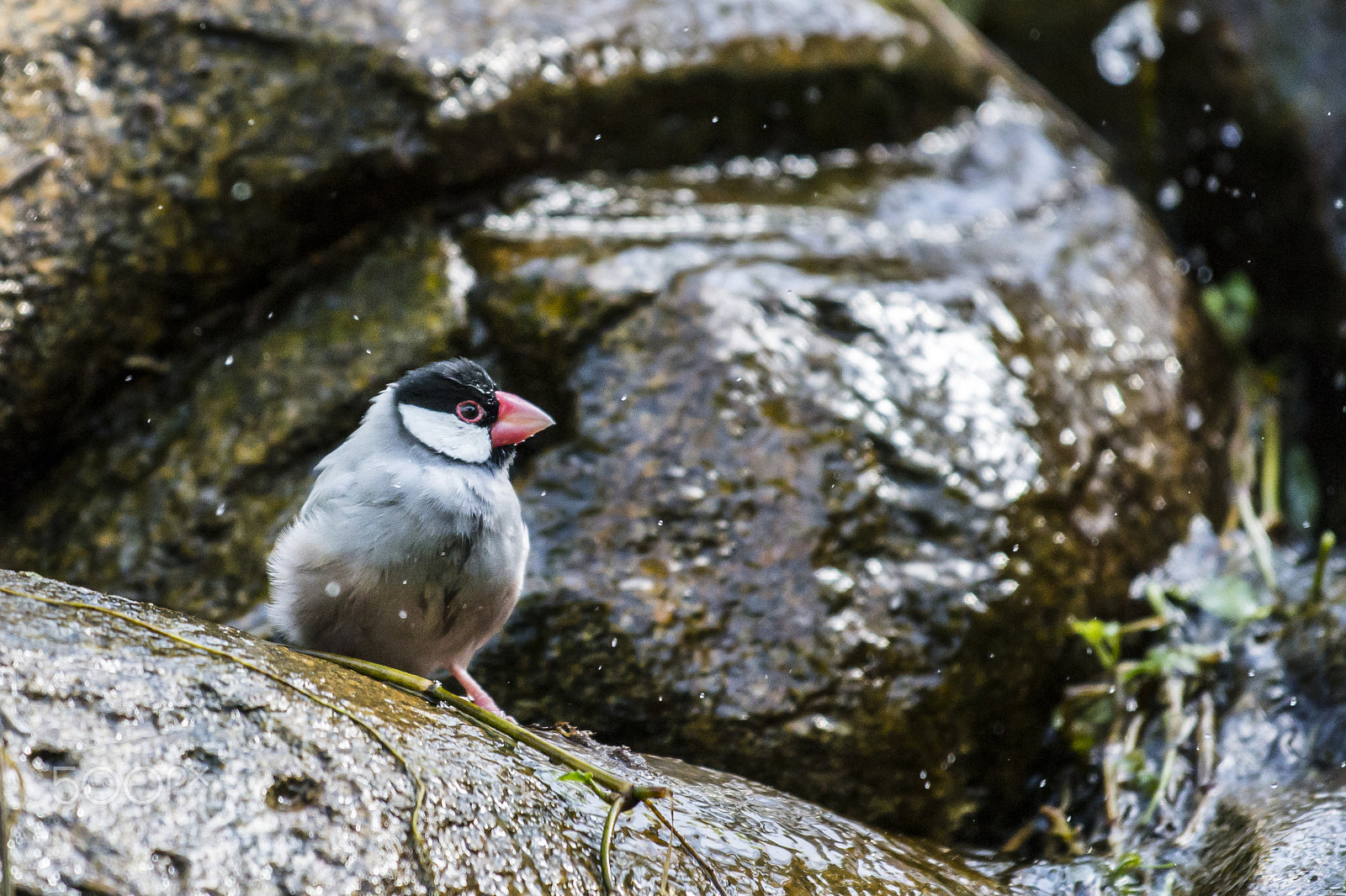 Nikon AF-S Nikkor 70-200mm F4G ED VR sample photo. Bird shower photography