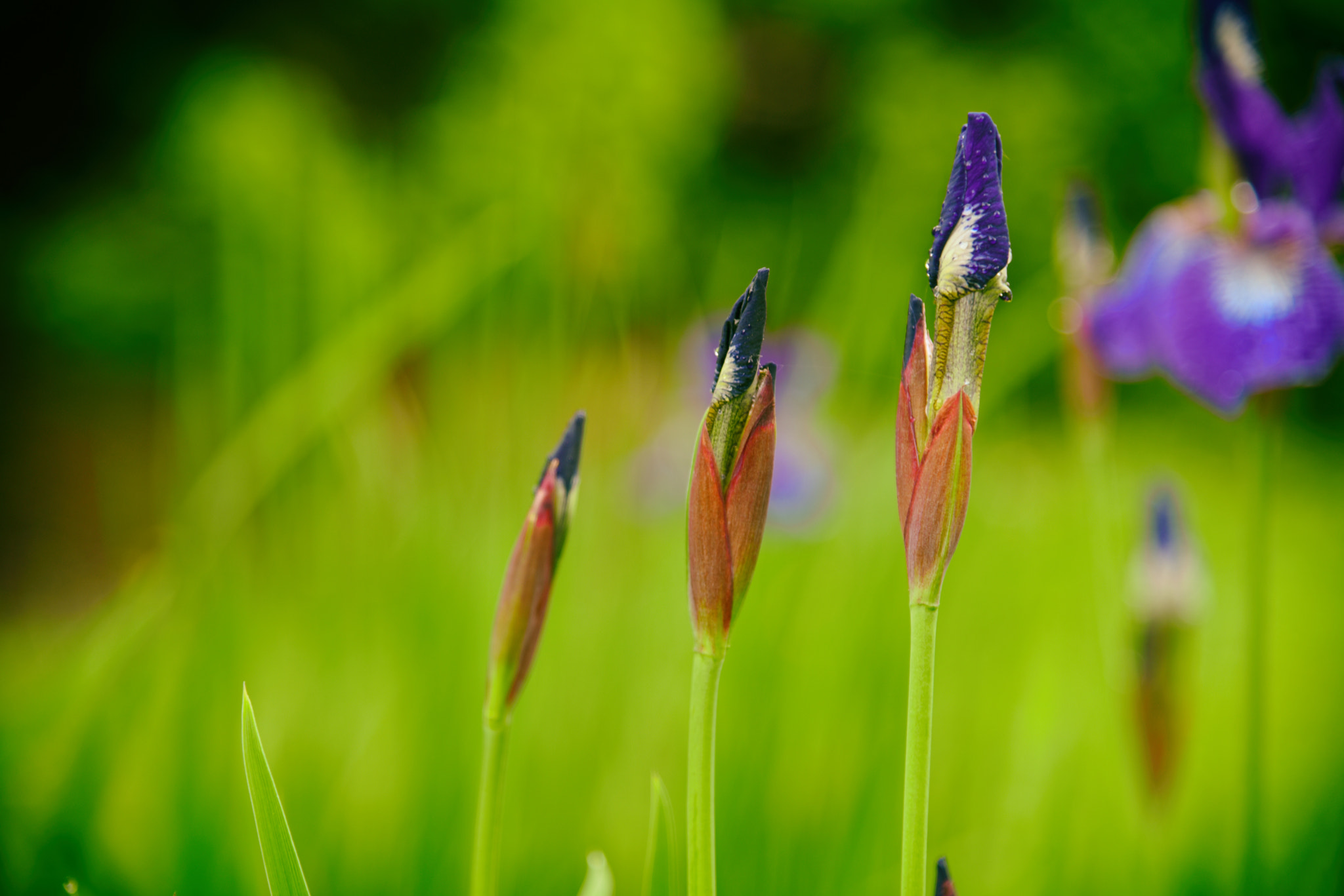 Nikon D750 + Nikon PC-E Nikkor 24mm F3.5D ED Tilt-Shift sample photo. Three irises photography