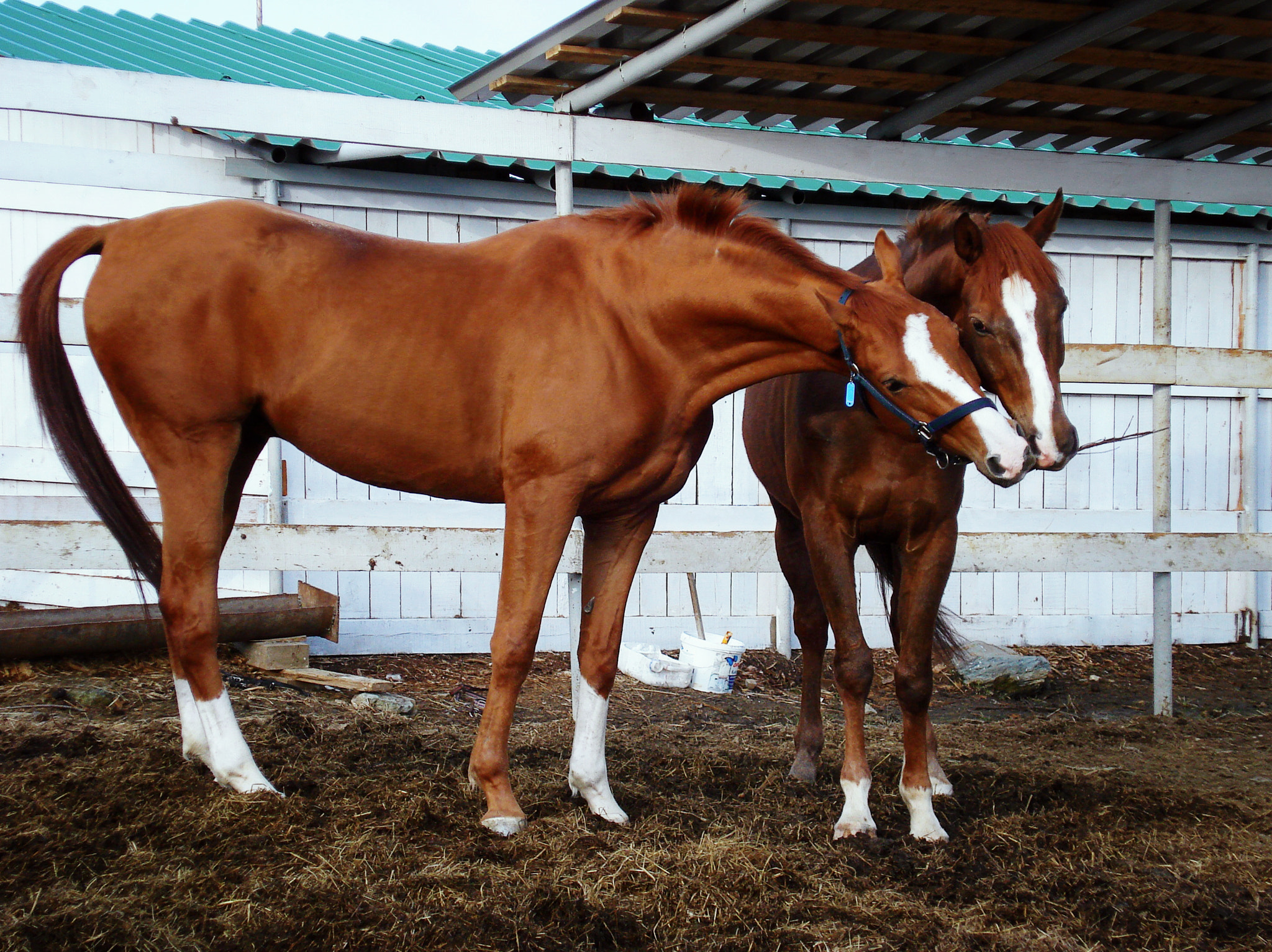 Sony DSC-W70 sample photo. Two horses play in the paddock photography