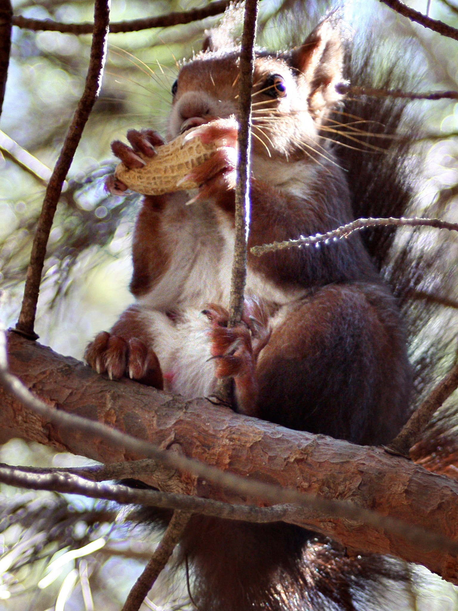 Canon EF 28-80mm f/3.5-5.6 USM IV sample photo. Squirrel close-up photography