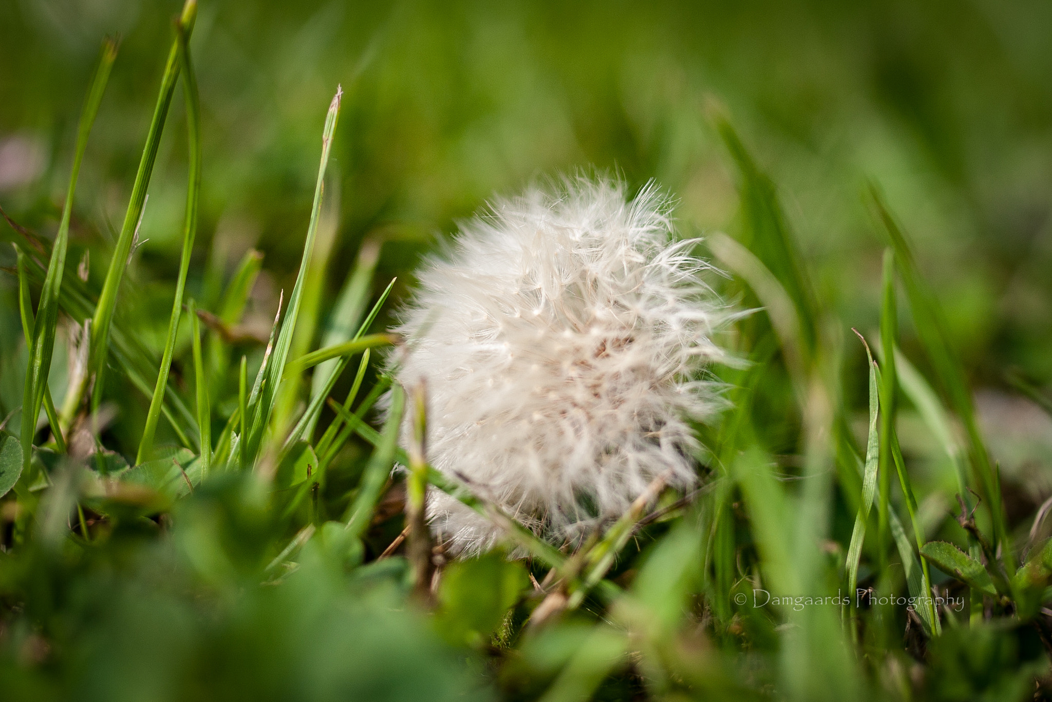 Canon EOS-1Ds Mark III sample photo. 5l0r1307.jpg photography