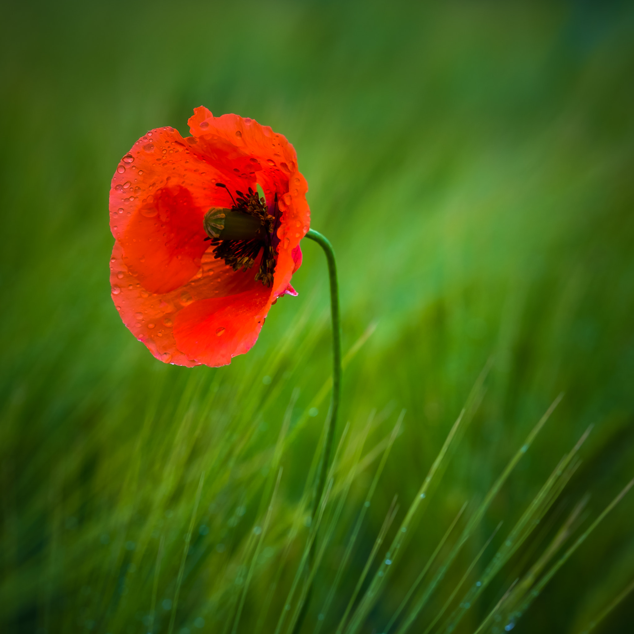 Fujifilm X-Pro1 + Fujifilm XF 90mm F2 R LM WR sample photo. Red in green photography