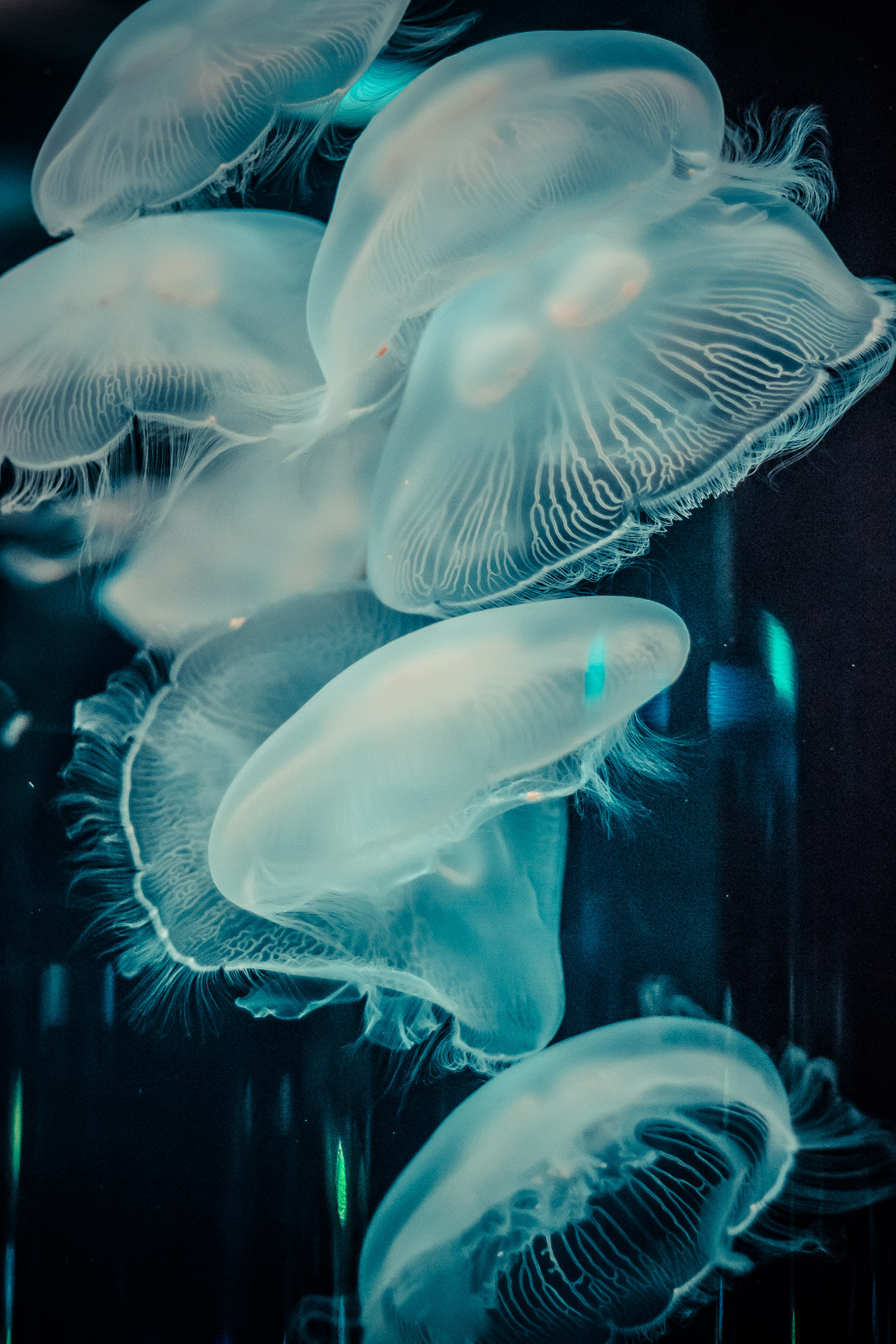 Canon EOS 100D (EOS Rebel SL1 / EOS Kiss X7) sample photo. Moon jelly photography