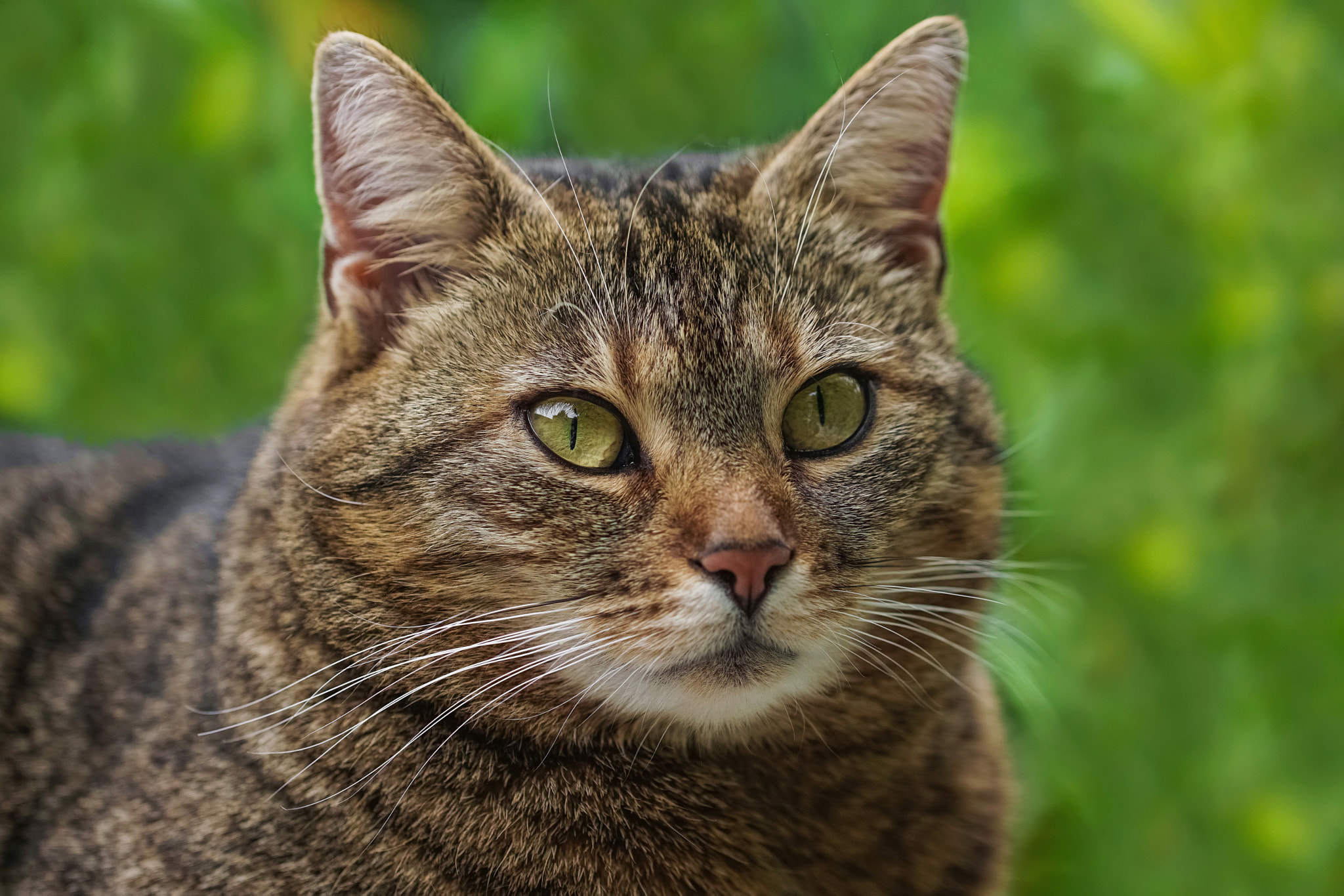 Sony a6000 + Canon EF 100mm F2.8L Macro IS USM sample photo. My girl still wears her winter coat photography