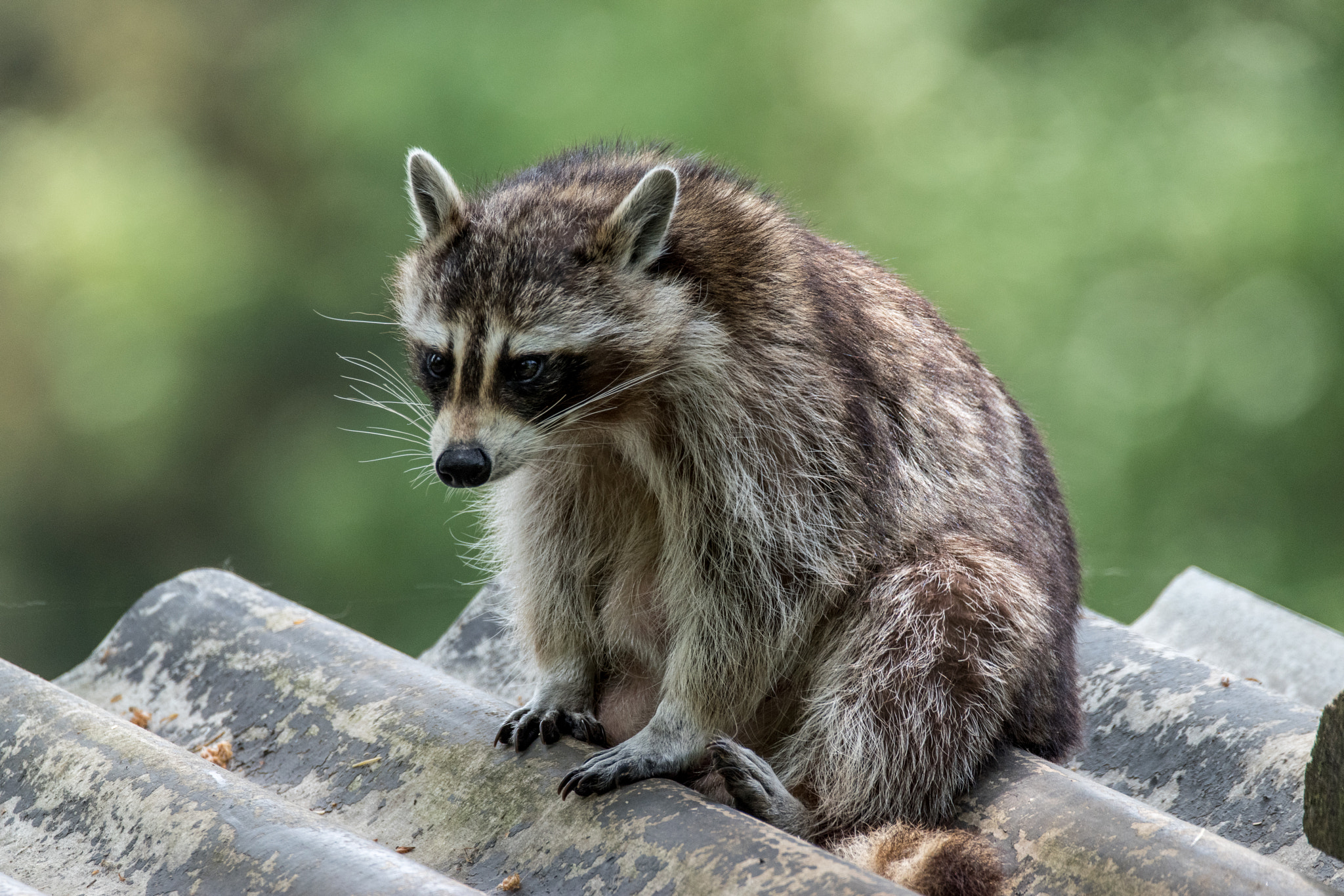 Sigma 150-600mm F5-6.3 DG OS HSM | C sample photo. Waschbaer photography