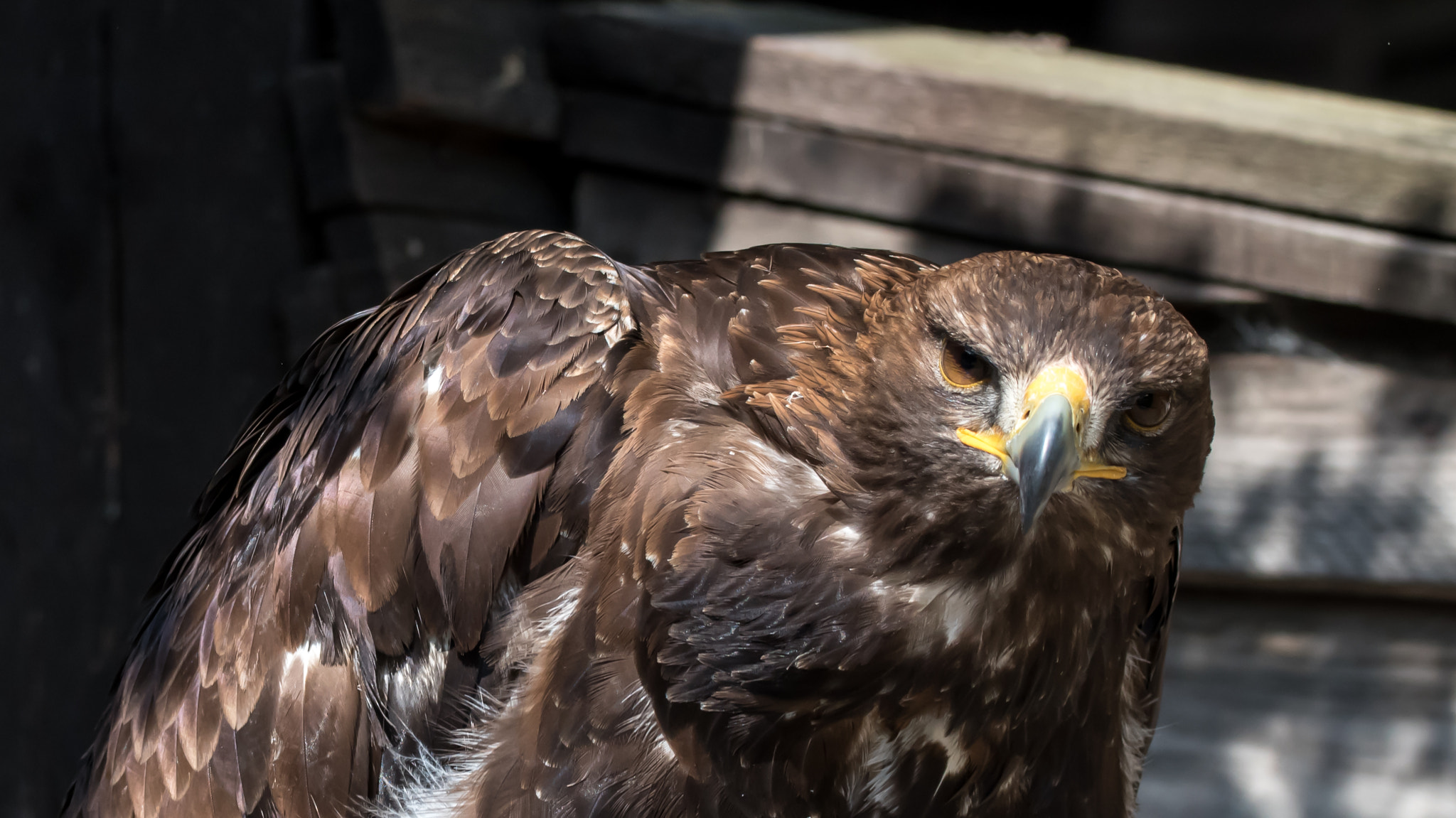 Sigma 150-600mm F5-6.3 DG OS HSM | C sample photo. Adler photography