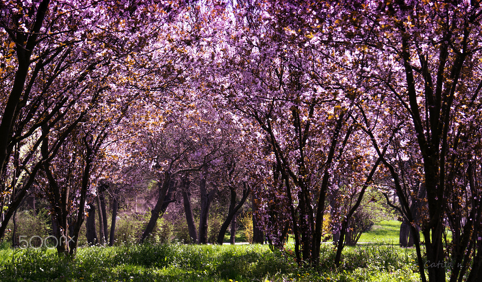 Samsung NX2000 + Samsung NX 18-55mm F3.5-5.6 OIS sample photo. Primavara photography