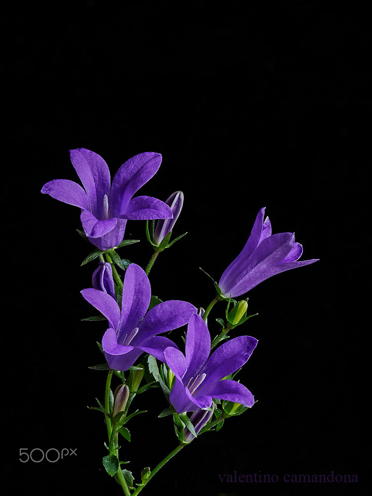 Olympus M.Zuiko Digital ED 60mm F2.8 Macro sample photo. Bellflowers photography