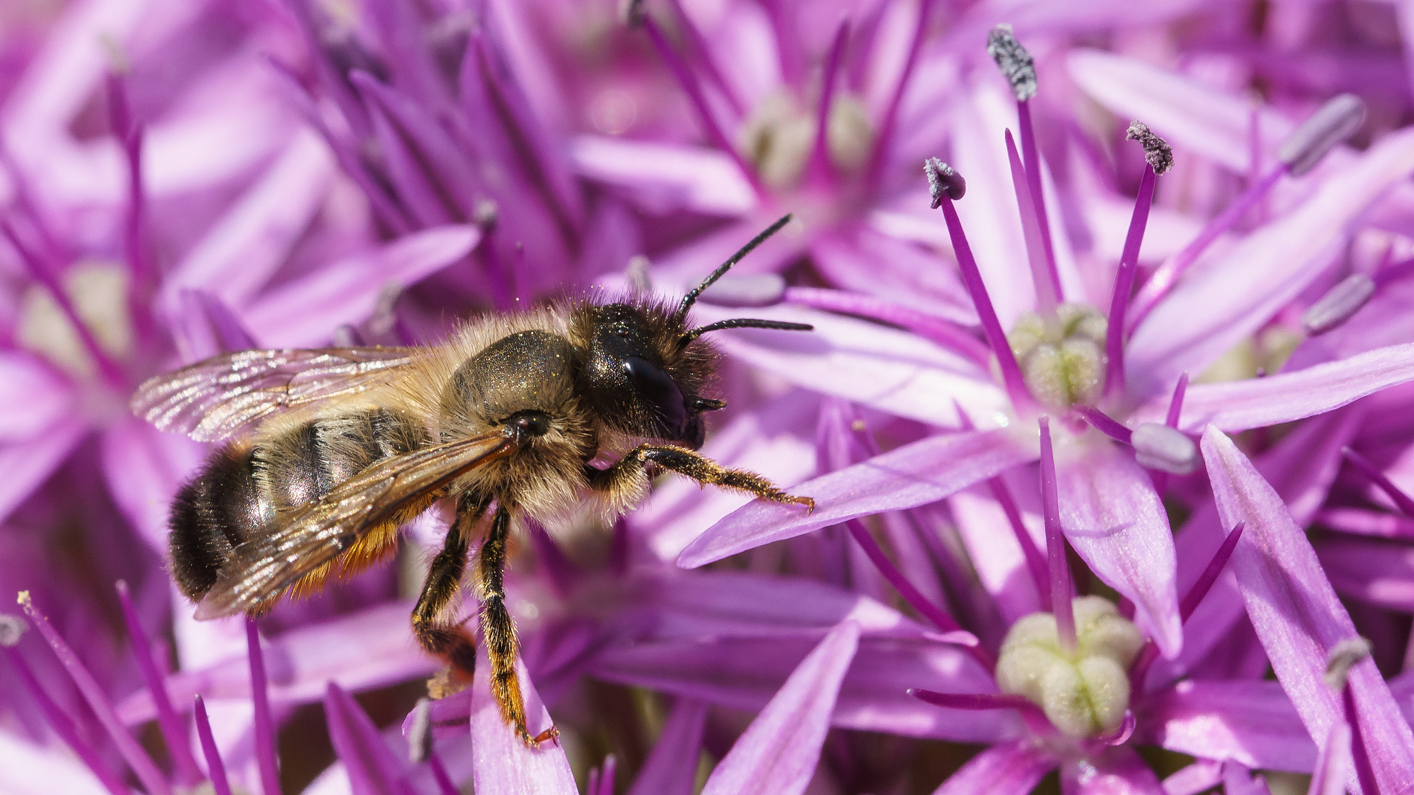 Sony a6000 + 90mm F2.8 Macro SSM sample photo. Lets bee together photography