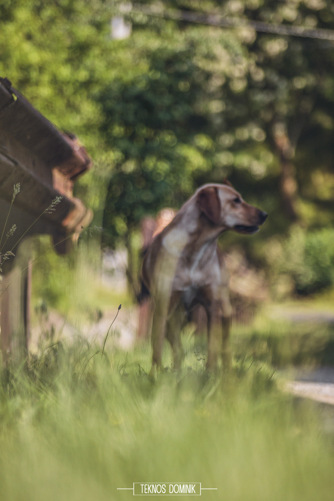 Sigma 55-200mm f/4-5.6 DC sample photo. Kutyás festmény (dog painting) photography