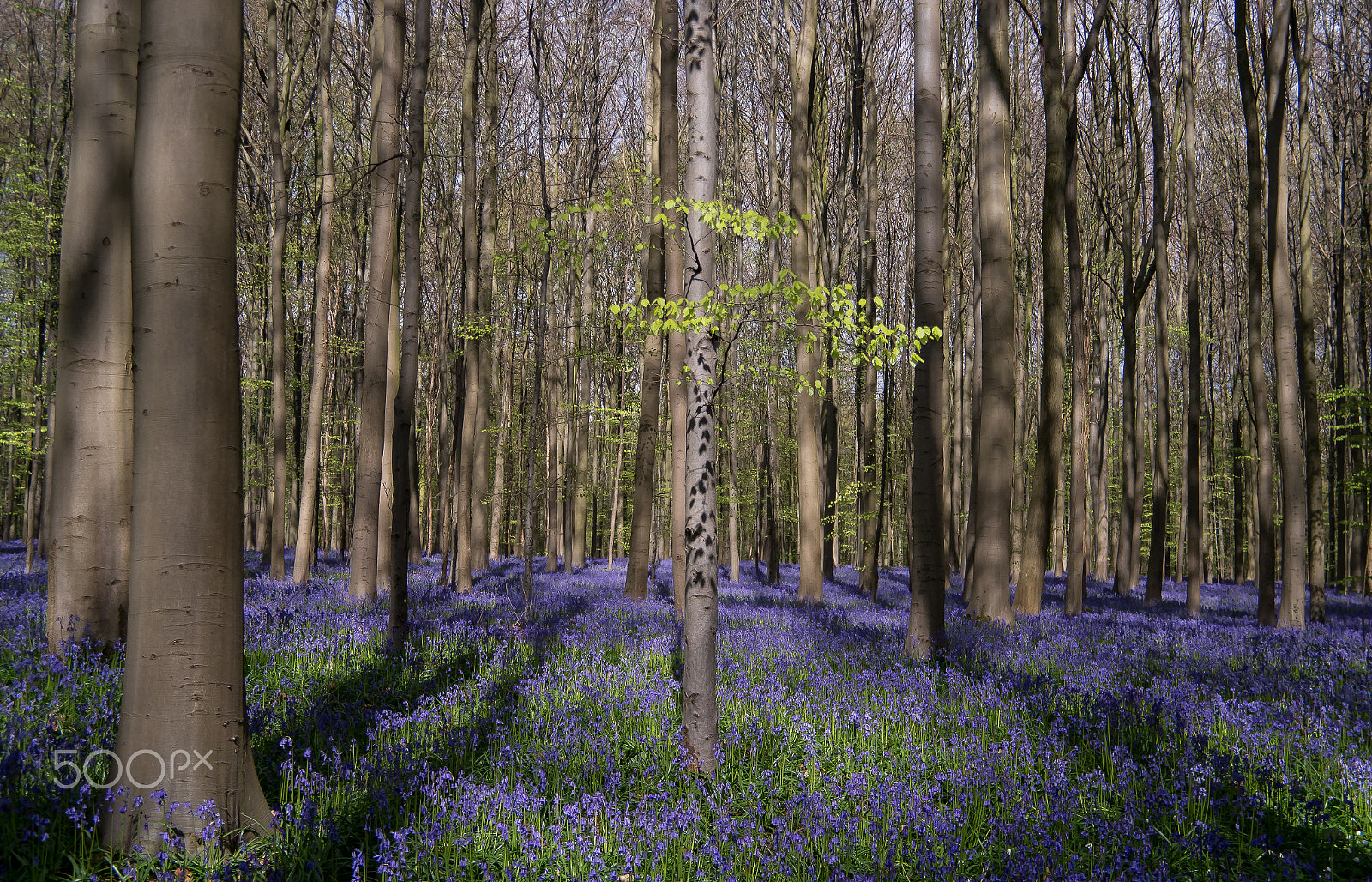 Samsung NX 18-200mm F3.5-6.3 ED OIS sample photo. The new tree photography