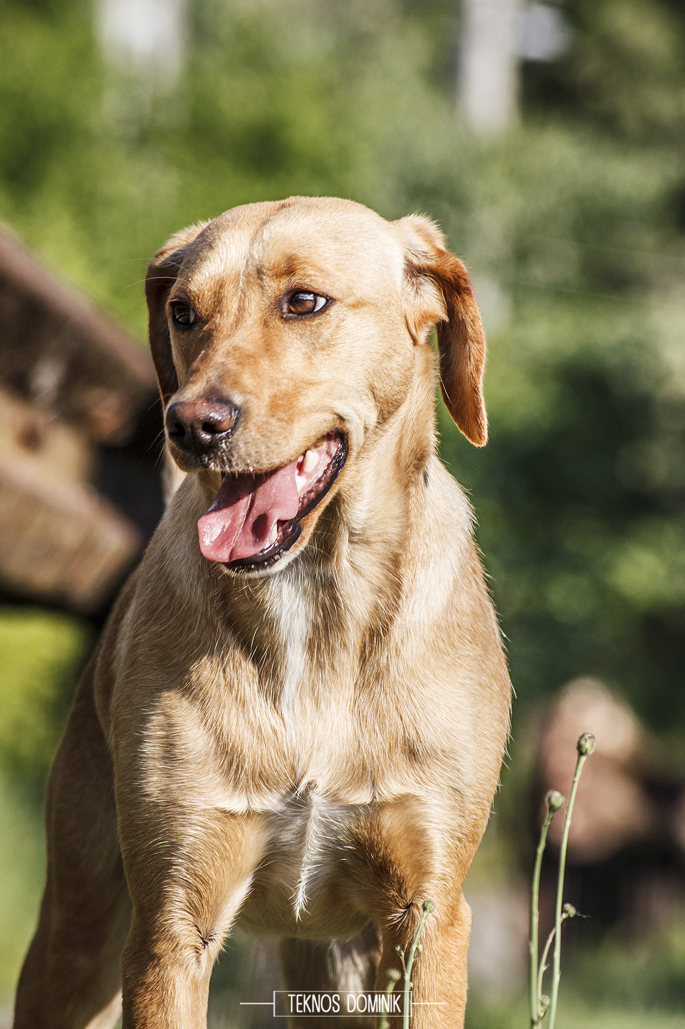 Sigma 55-200mm f/4-5.6 DC sample photo. Kutya portré (dog potrait) photography