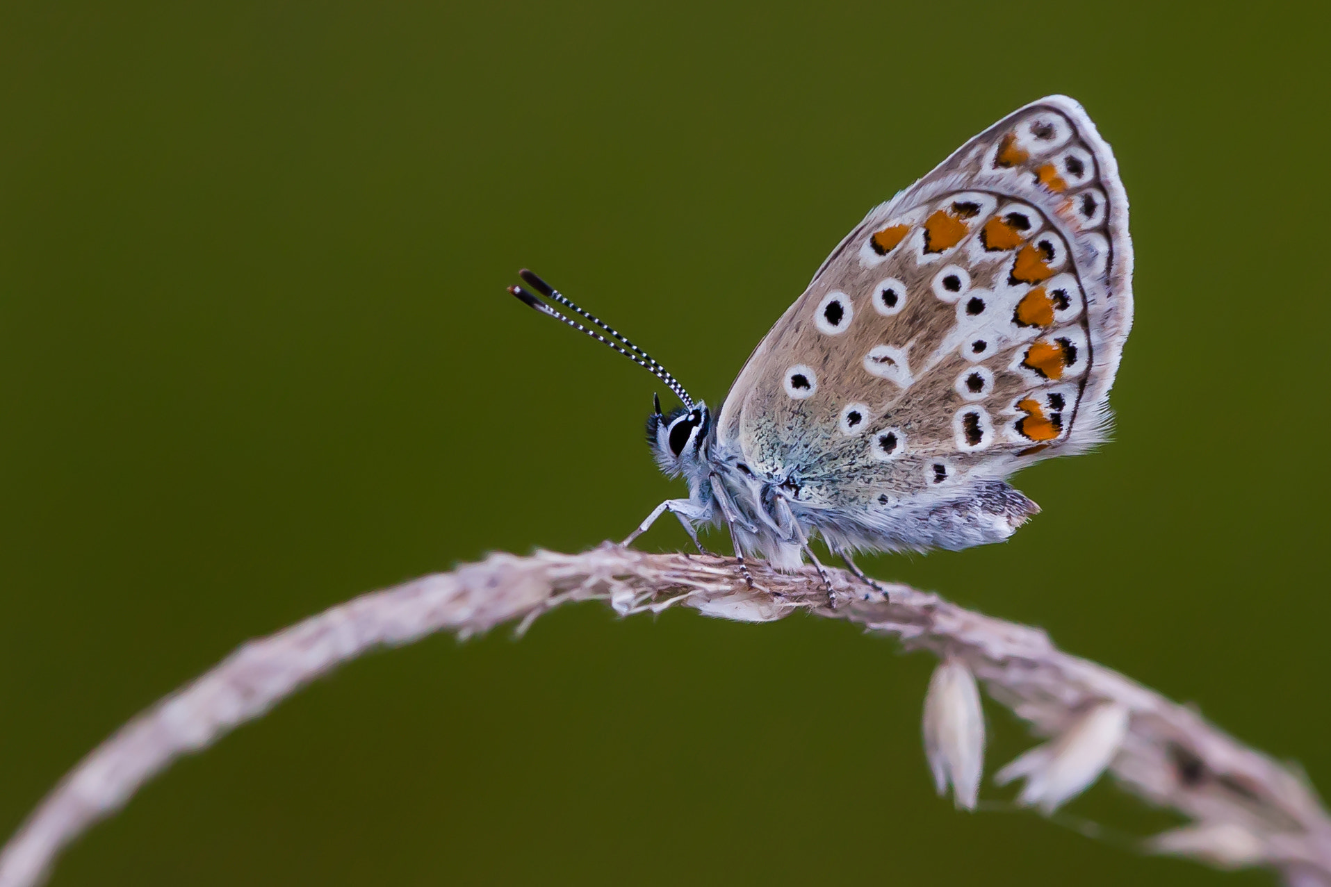 Canon EF 180mm F3.5L Macro USM sample photo. Butterfly icarus photography