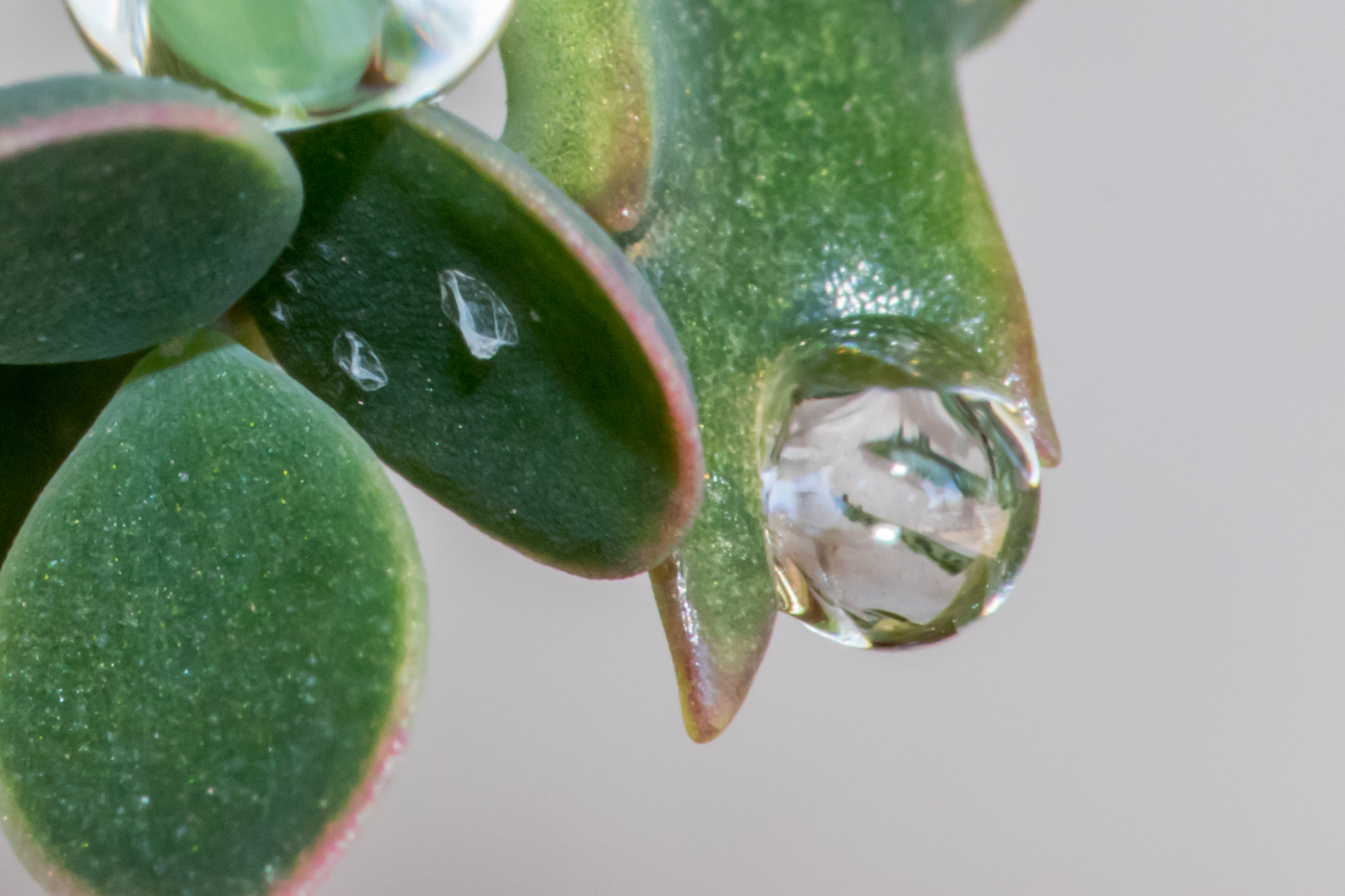 Canon EF 180mm F3.5L Macro USM sample photo. Pw4a2769.jpg photography