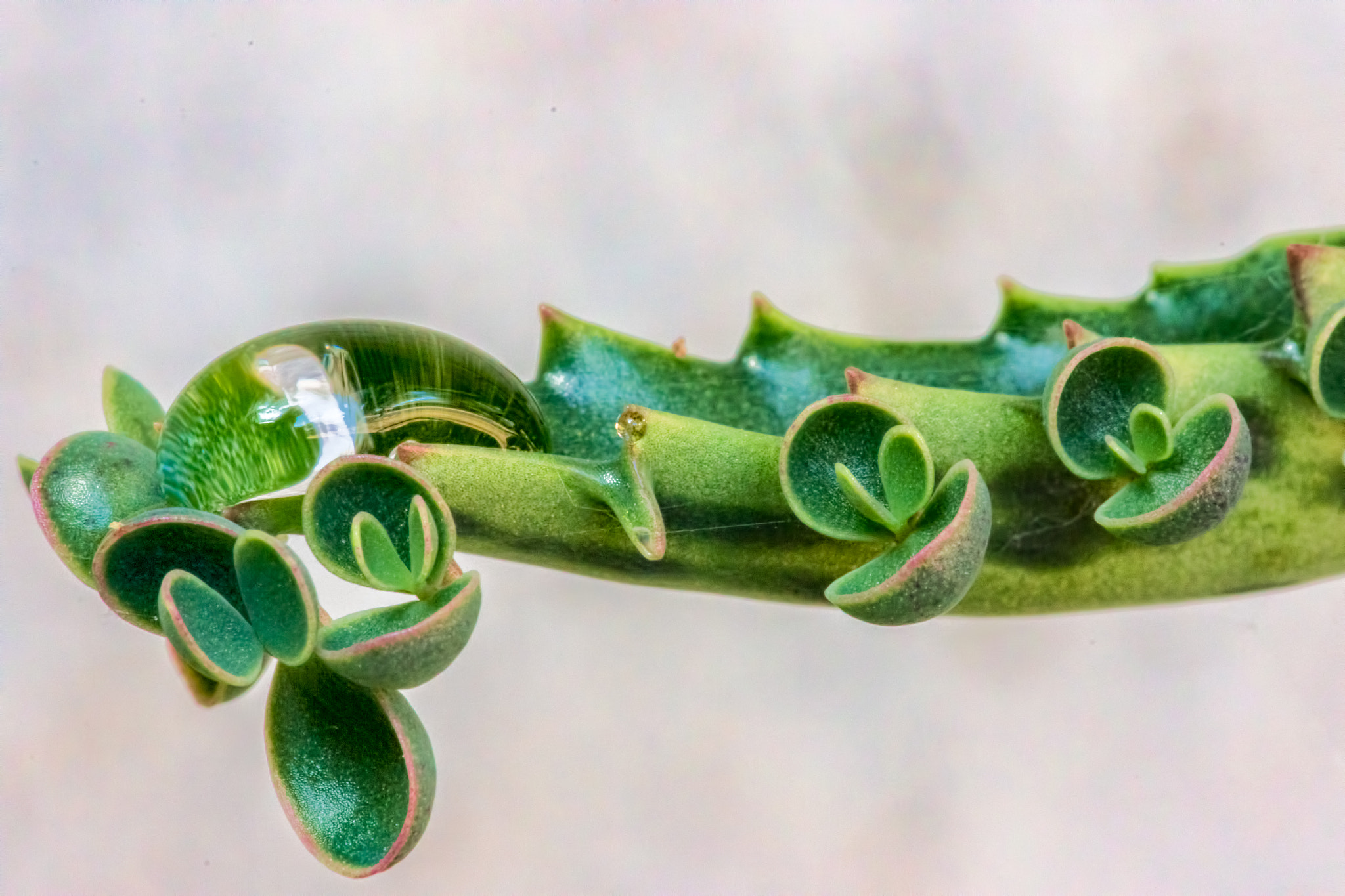 Canon EF 180mm F3.5L Macro USM sample photo. Edit photography