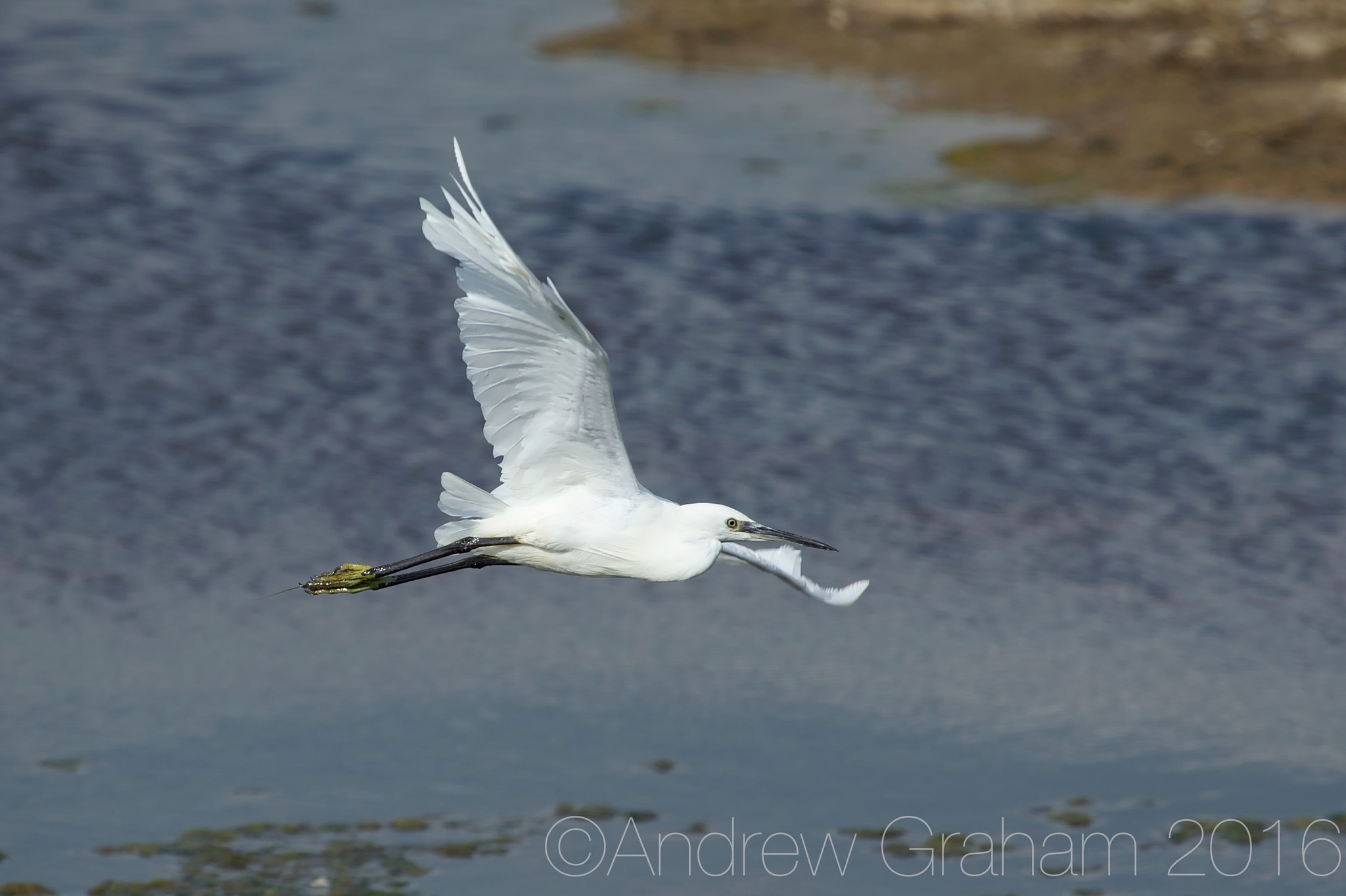 Canon EOS-1D Mark IV + Canon EF 100-400mm F4.5-5.6L IS USM sample photo. Flying little egret photography