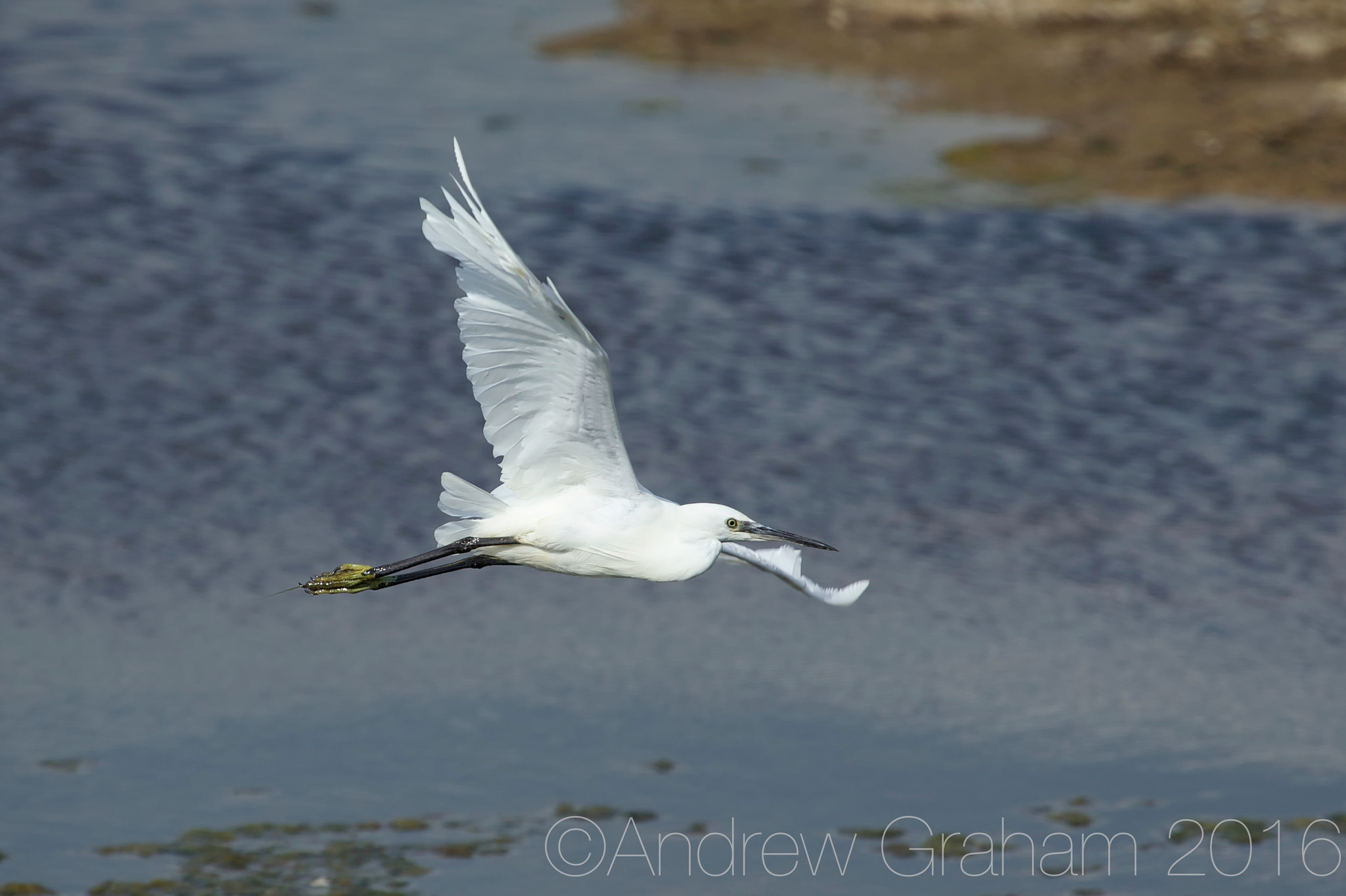 Canon EF 100-400mm F4.5-5.6L IS USM sample photo. Flying little egret photography