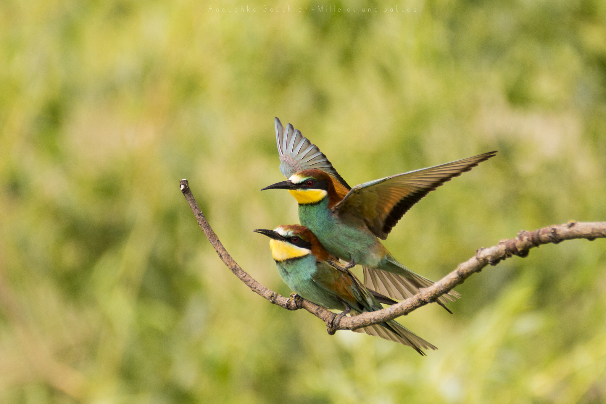 Tamron SP 150-600mm F5-6.3 Di VC USD sample photo. European bee-eater photography