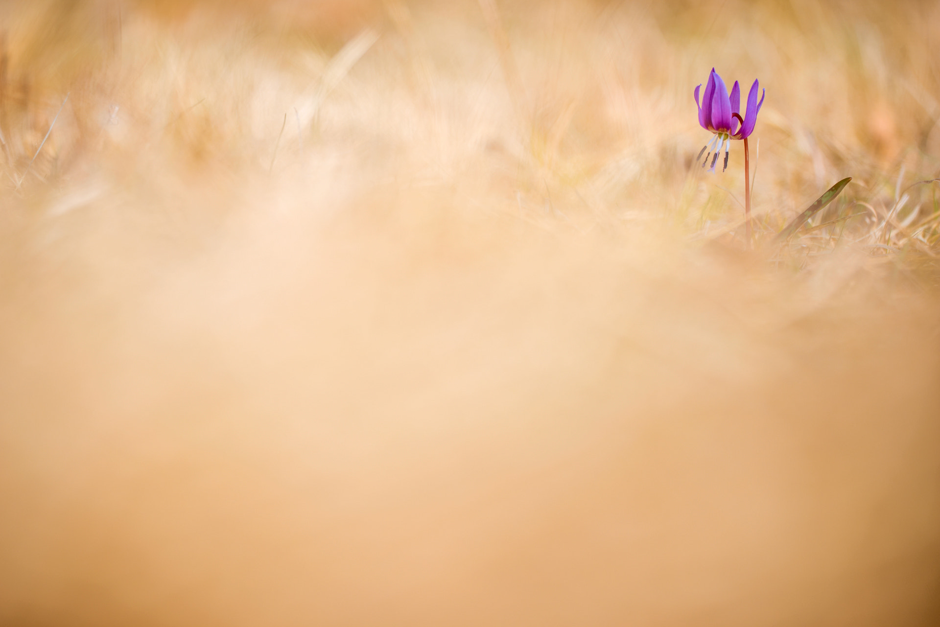 Sigma 150mm f/2.8 EX DG OS HSM APO Macro sample photo. Erythronium dens-canis photography