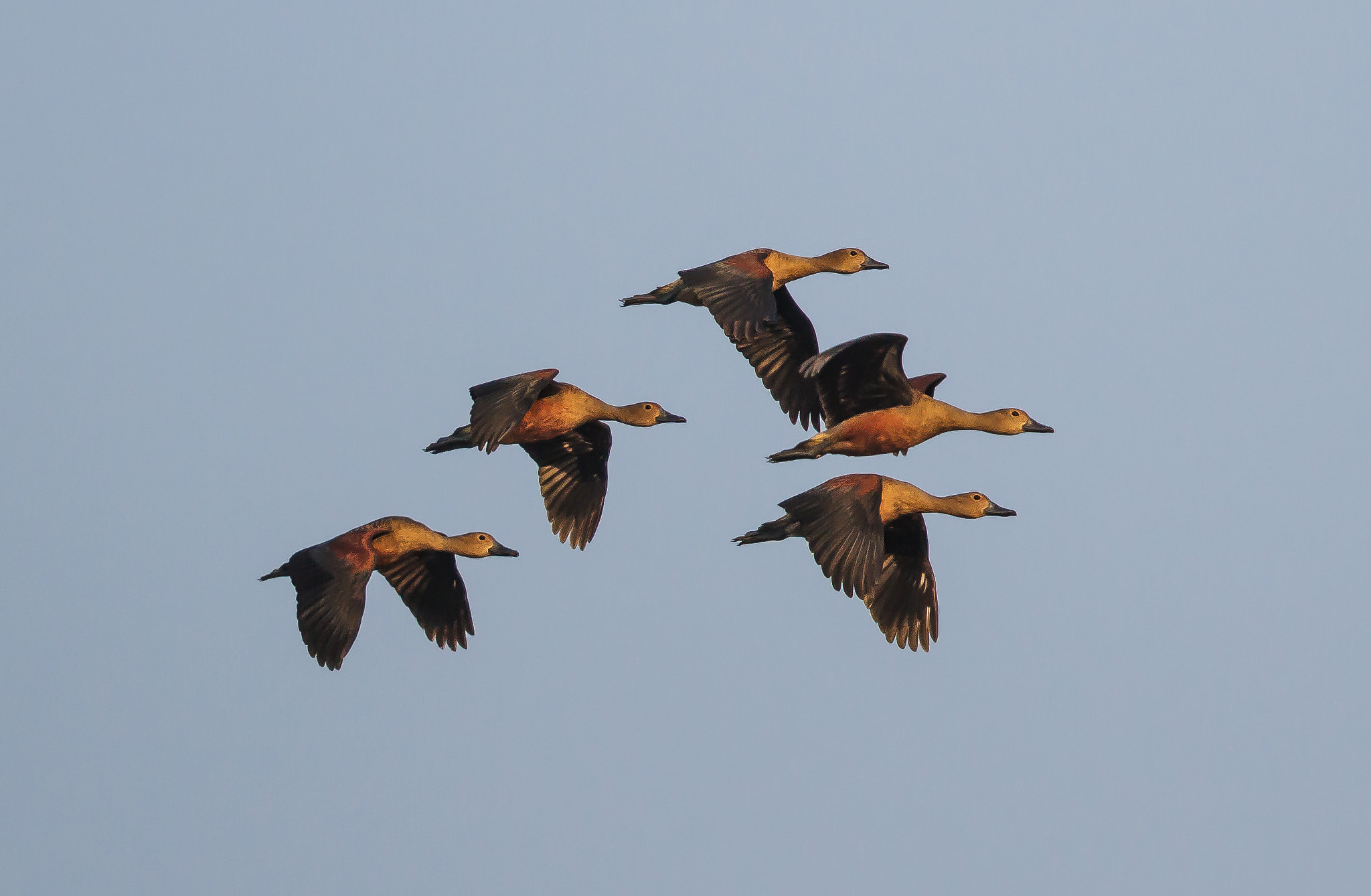 Canon EOS 7D + Canon EF 500mm F4L IS II USM sample photo. Lesser whistling ducks photography
