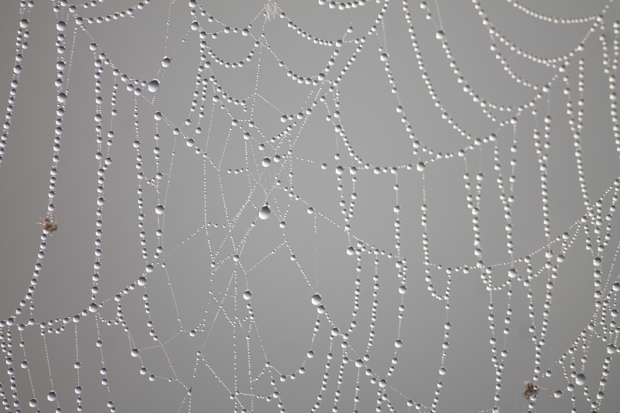 Sigma 70-300mm F4-5.6 APO DG Macro sample photo. Spider's web photography
