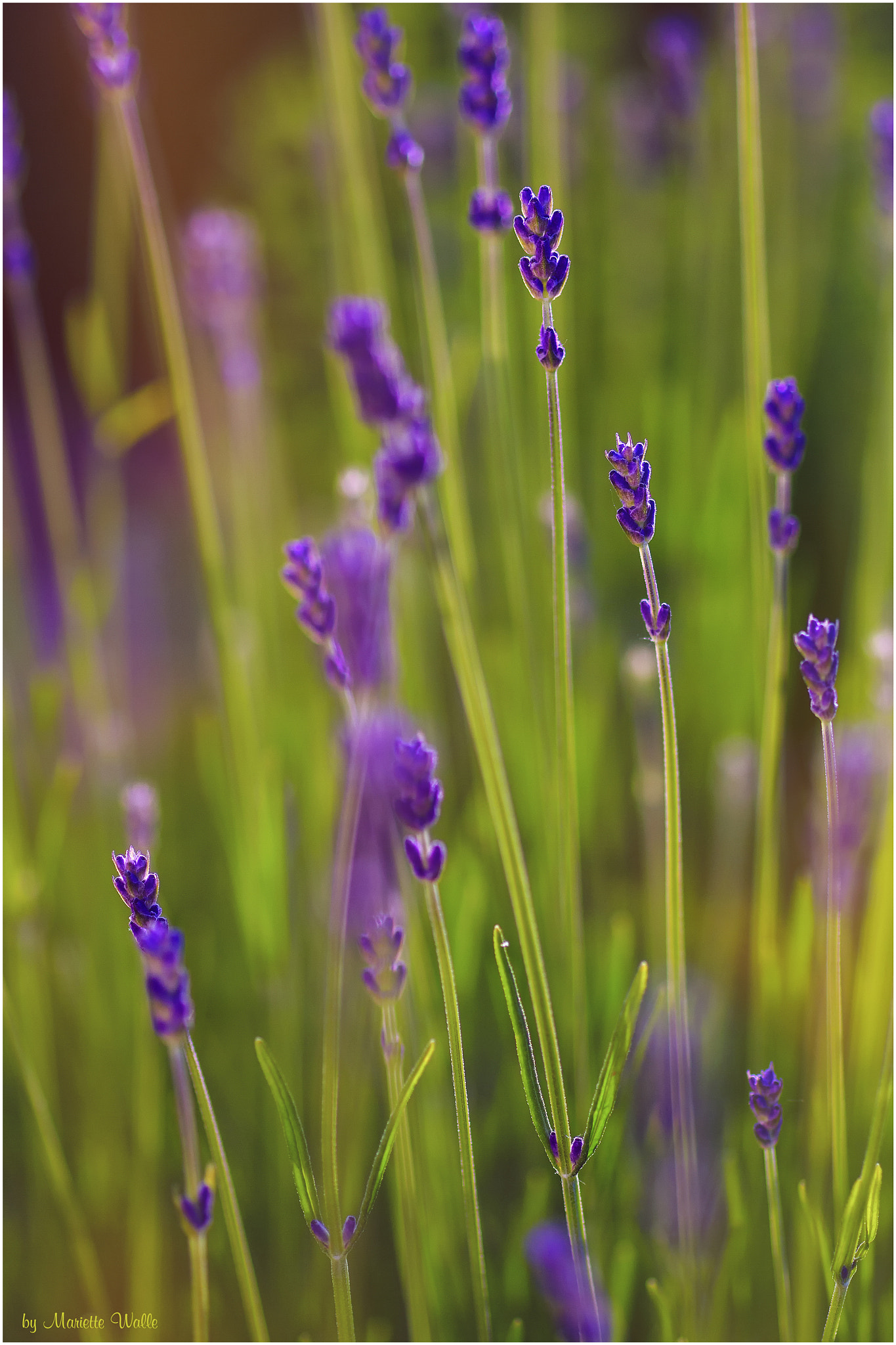 Sigma 70mm F2.8 EX DG Macro sample photo. Can you smell the wonderful perfume of lavender? photography