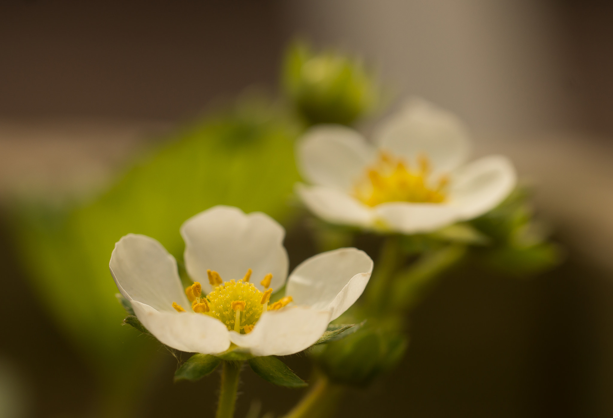 Sony SLT-A65 (SLT-A65V) sample photo. Aardbei photography