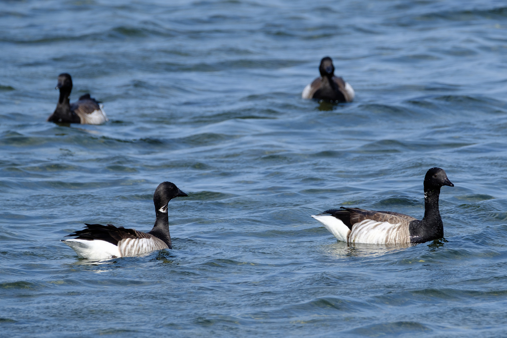 Fujifilm XF 100-400mm F4.5-5.6 R LM OIS WR sample photo. Ducks swim photography