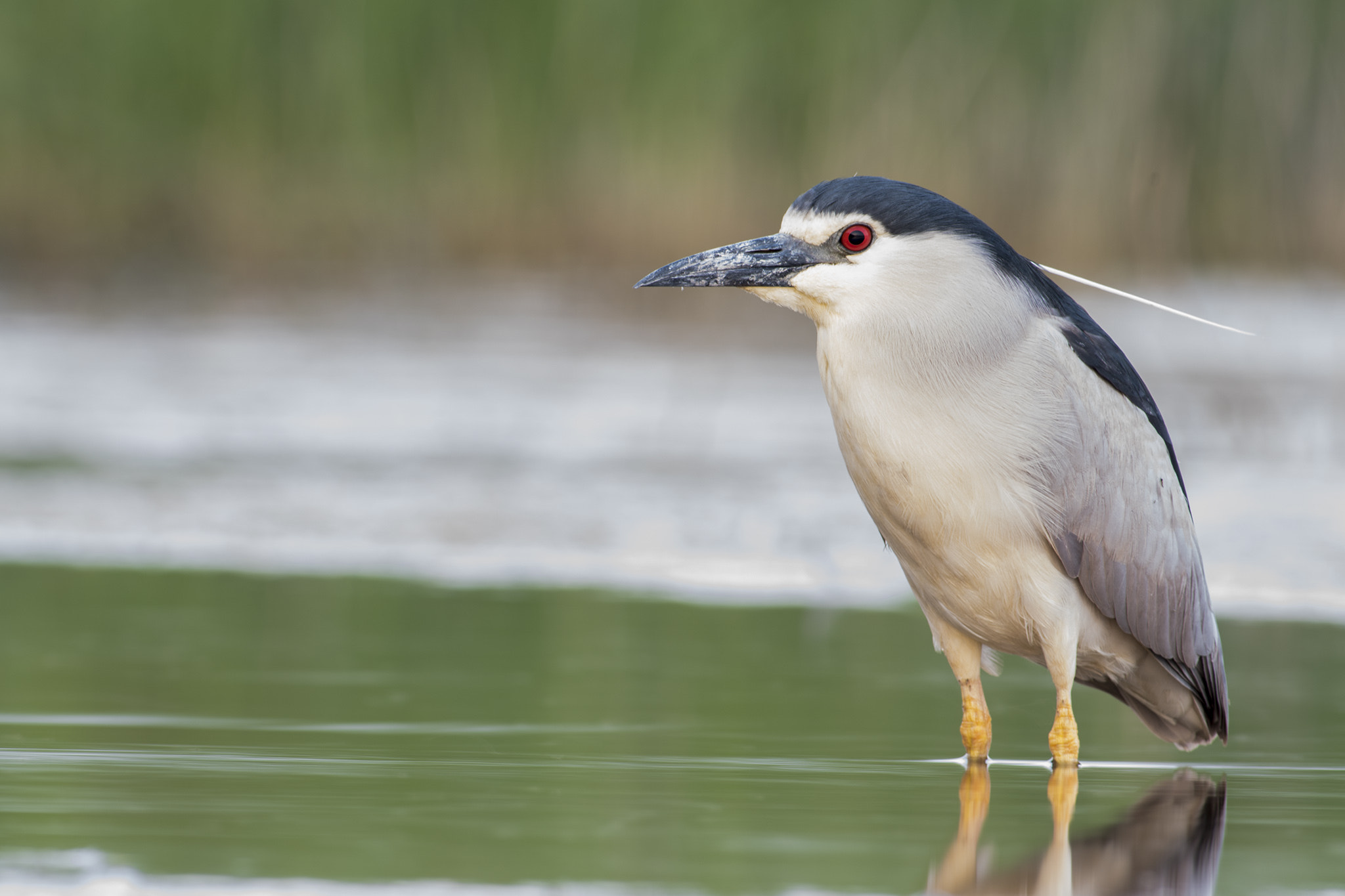 Nikon AF-S Nikkor 300mm F2.8G ED-IF VR sample photo. Night heron photography
