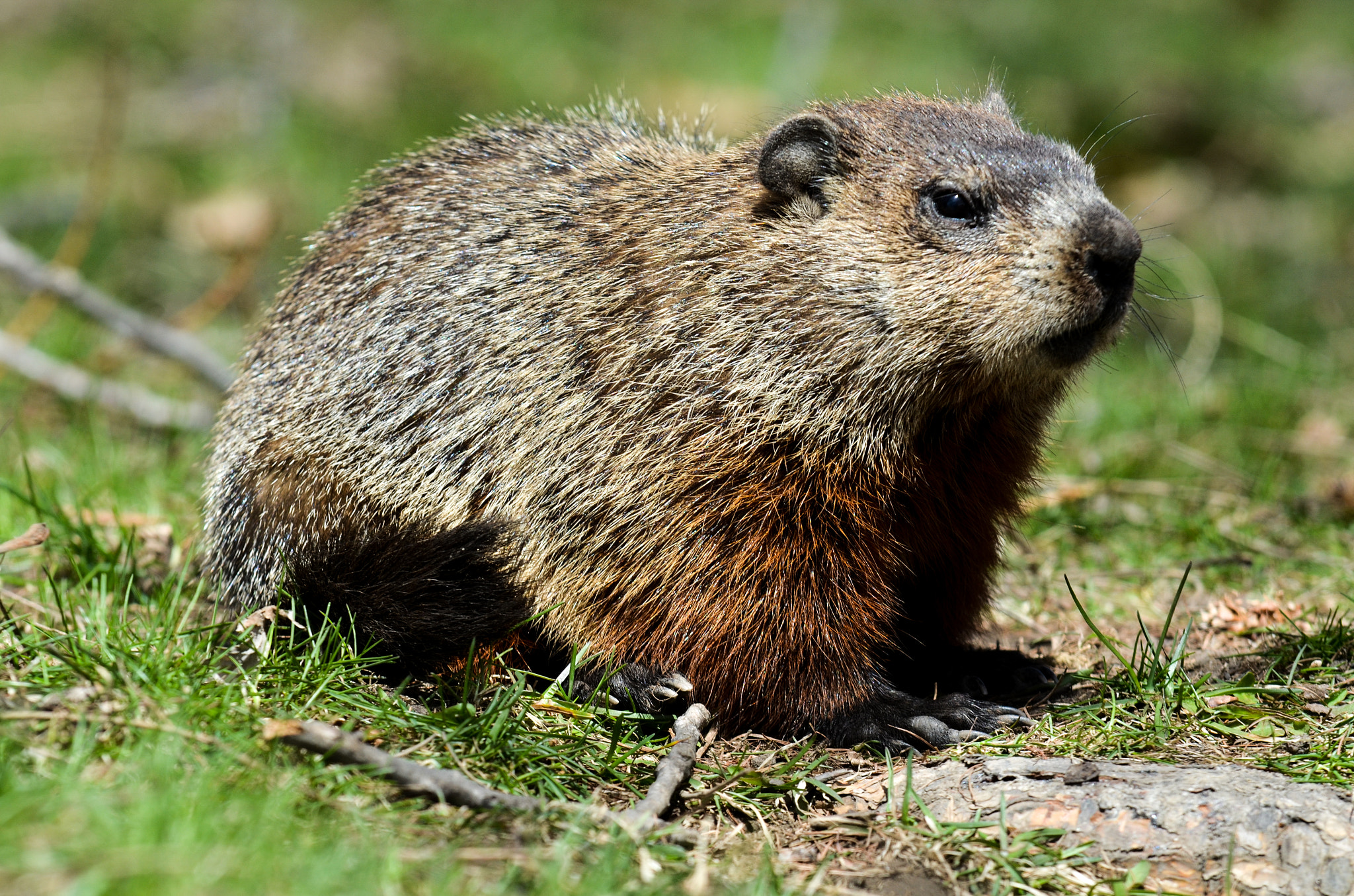 Sigma 70-200mm F2.8 EX DG OS HSM sample photo. Groundhog photography