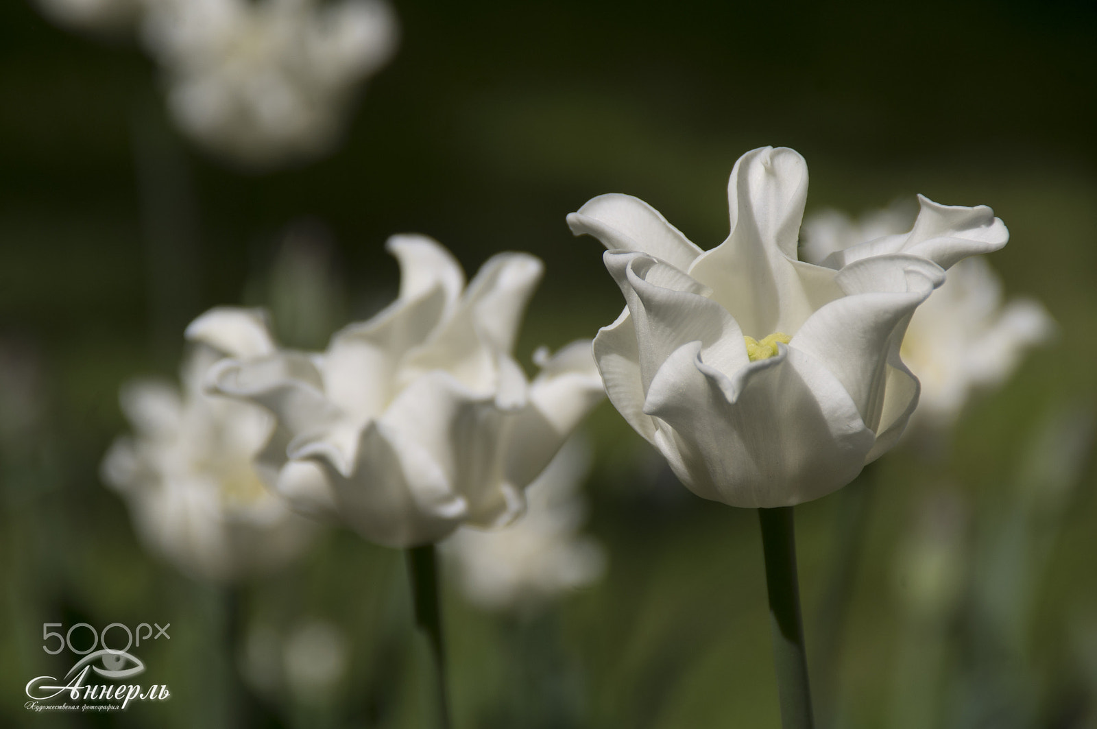 Tamron AF 18-200mm F3.5-6.3 XR Di II LD Aspherical (IF) Macro sample photo. Цветы photography