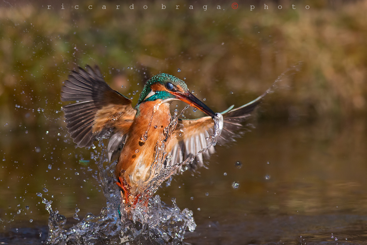 Canon EOS 70D + Canon EF 400mm F5.6L USM sample photo. Kingfisher photography