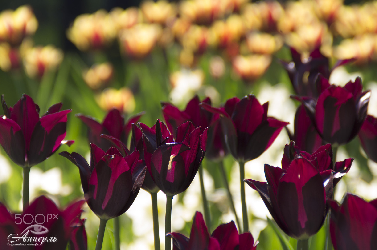 Tamron AF 18-200mm F3.5-6.3 XR Di II LD Aspherical (IF) Macro sample photo. Цветы photography