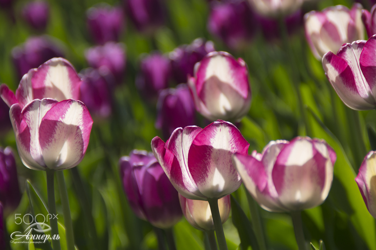 Tamron AF 18-200mm F3.5-6.3 XR Di II LD Aspherical (IF) Macro sample photo. Цветы photography