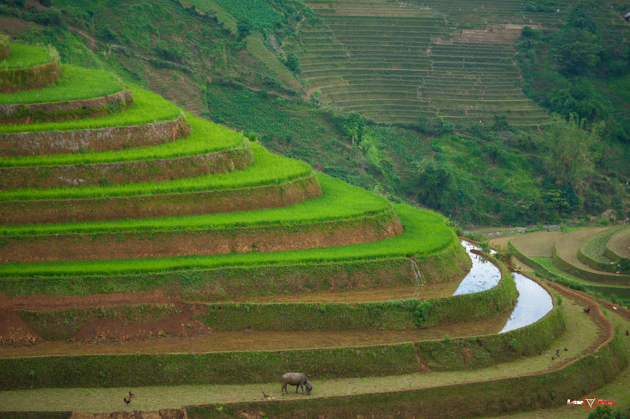 Nikon D3 + AF Zoom-Nikkor 70-210mm f/4 sample photo. Mu cang chai photography