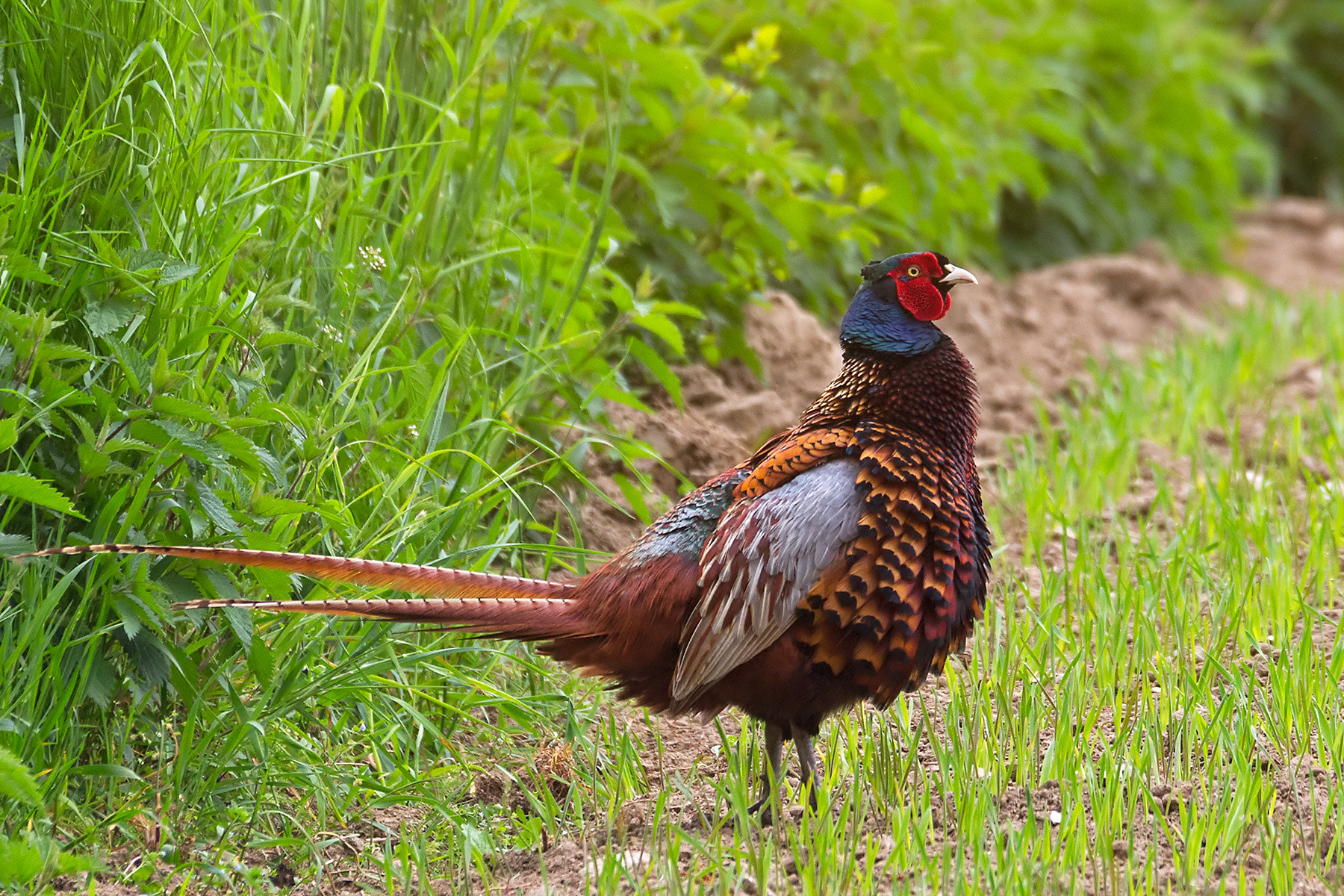 Sigma 120-400mm F4.5-5.6 DG OS HSM sample photo. Fasan auf dem feld photography