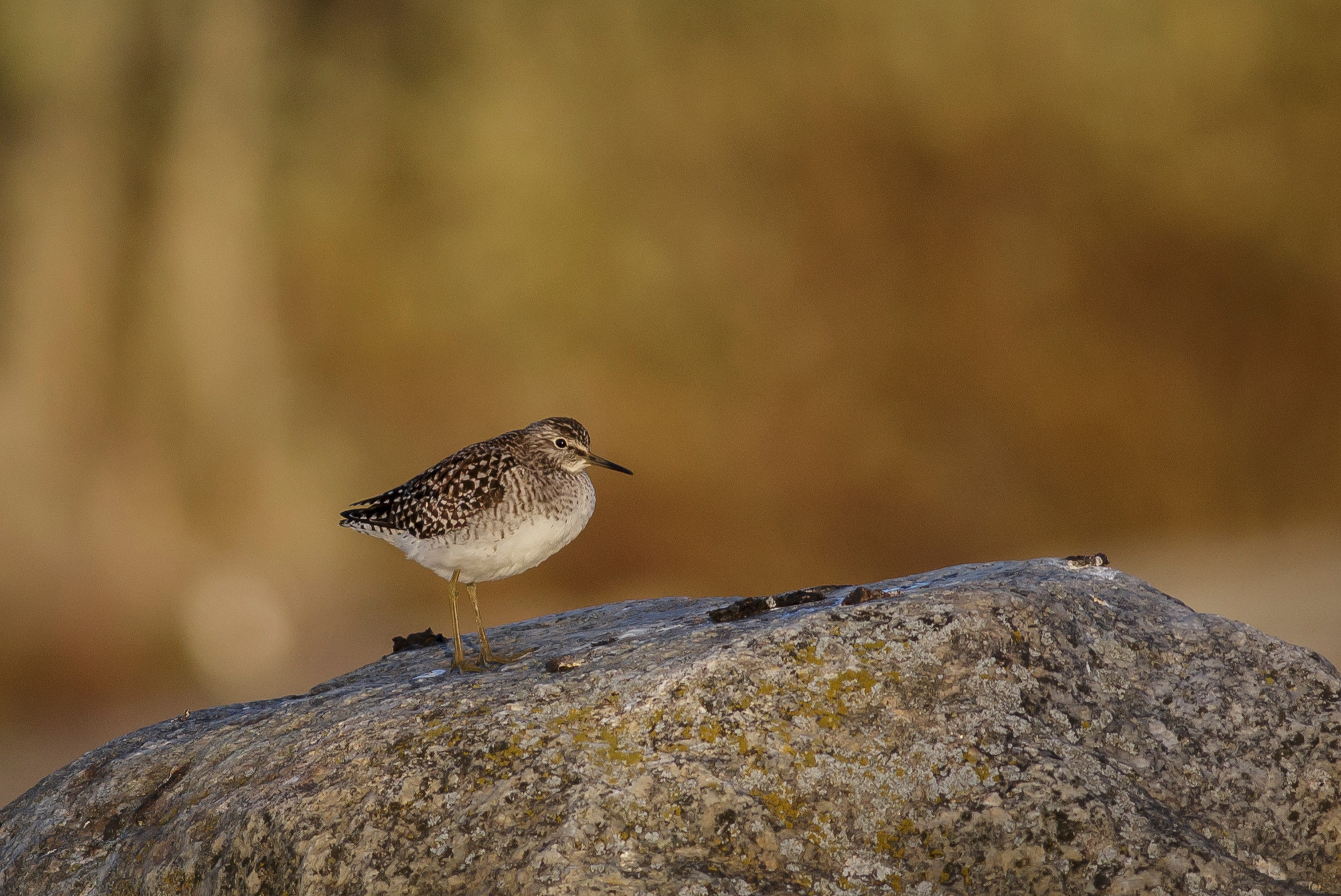 Canon EOS 6D + Canon EF 400mm F5.6L USM sample photo. Wood sandpiper photography