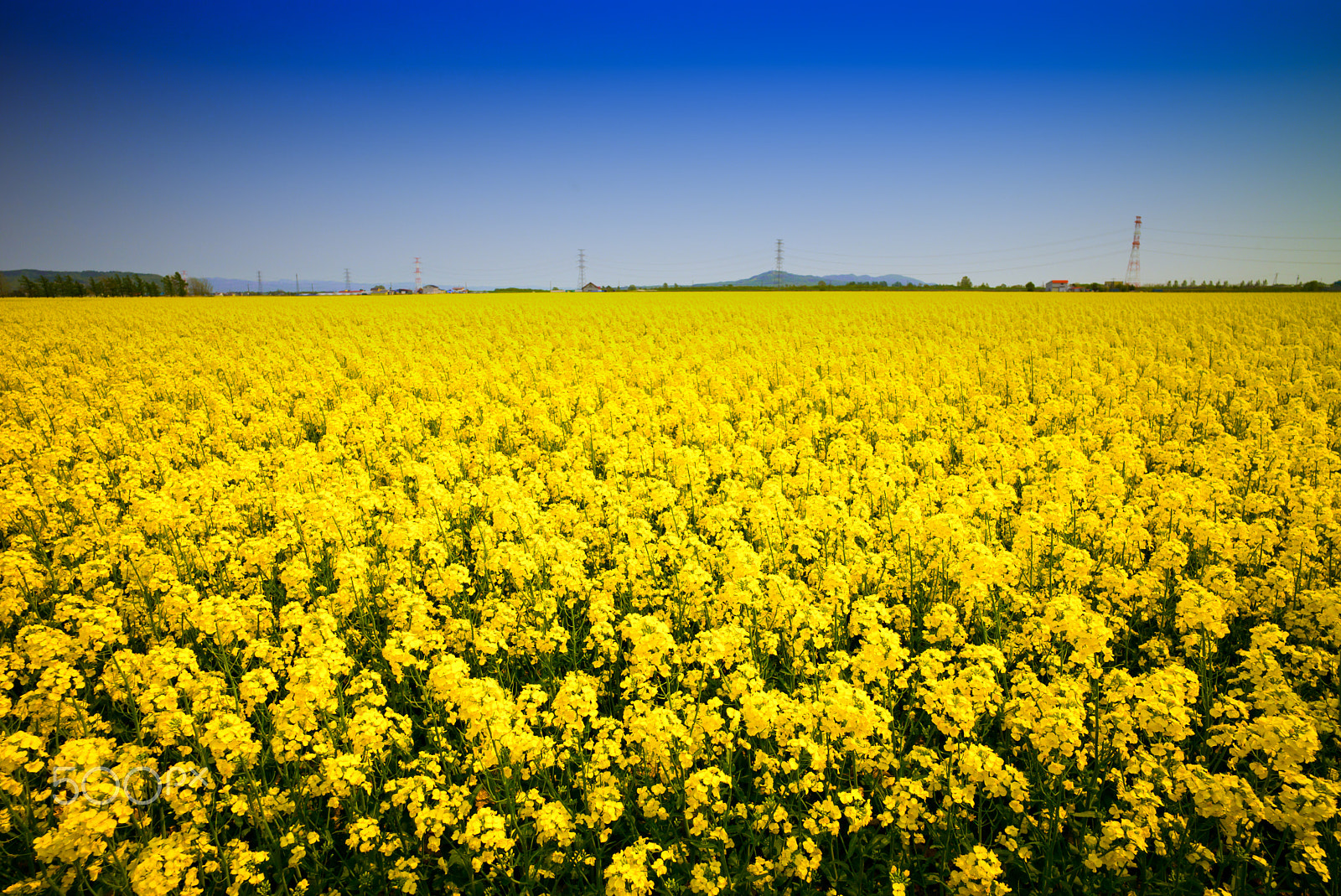 Leica Super-Elmar-M 21mm F3.4 ASPH sample photo. Nanohana - like a yellow carpet photography